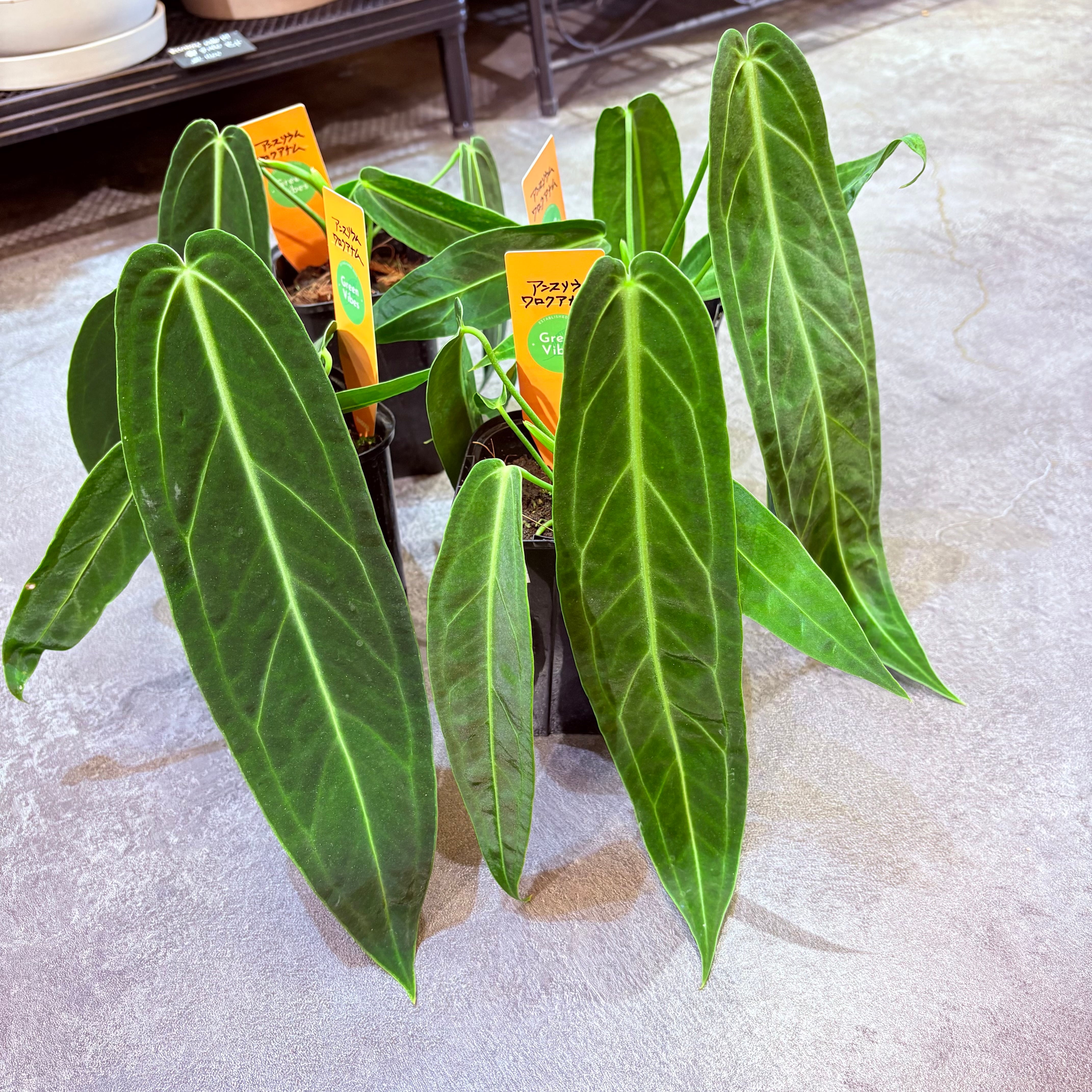 アンスリウム ワロクアナム 3.5号 | Green Vibes 宇都宮市の観葉植物専門店