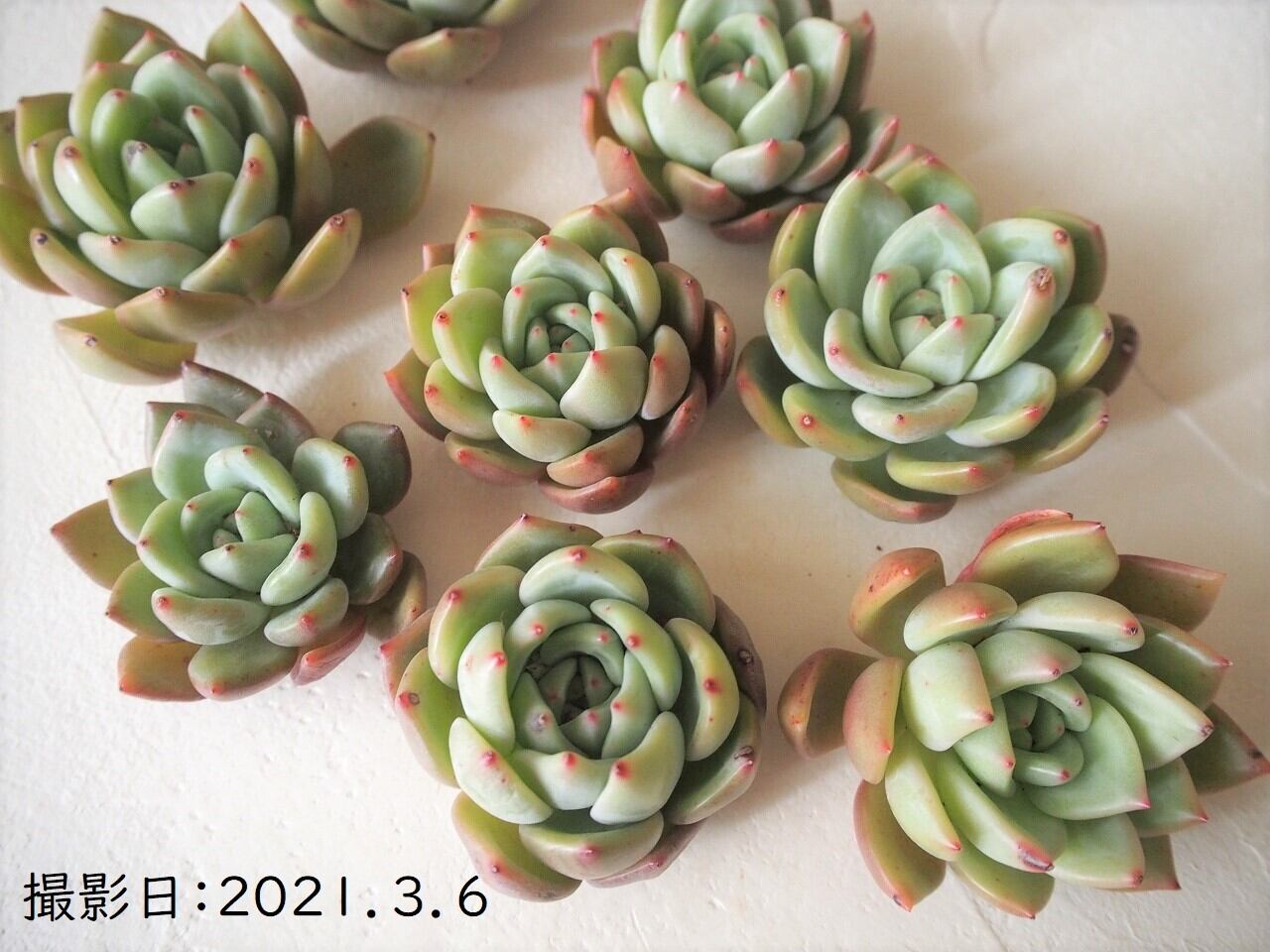 ピンクシャンパン 韓国苗 多肉植物 多肉植物とガーデン雑貨 Macherie マシェリ