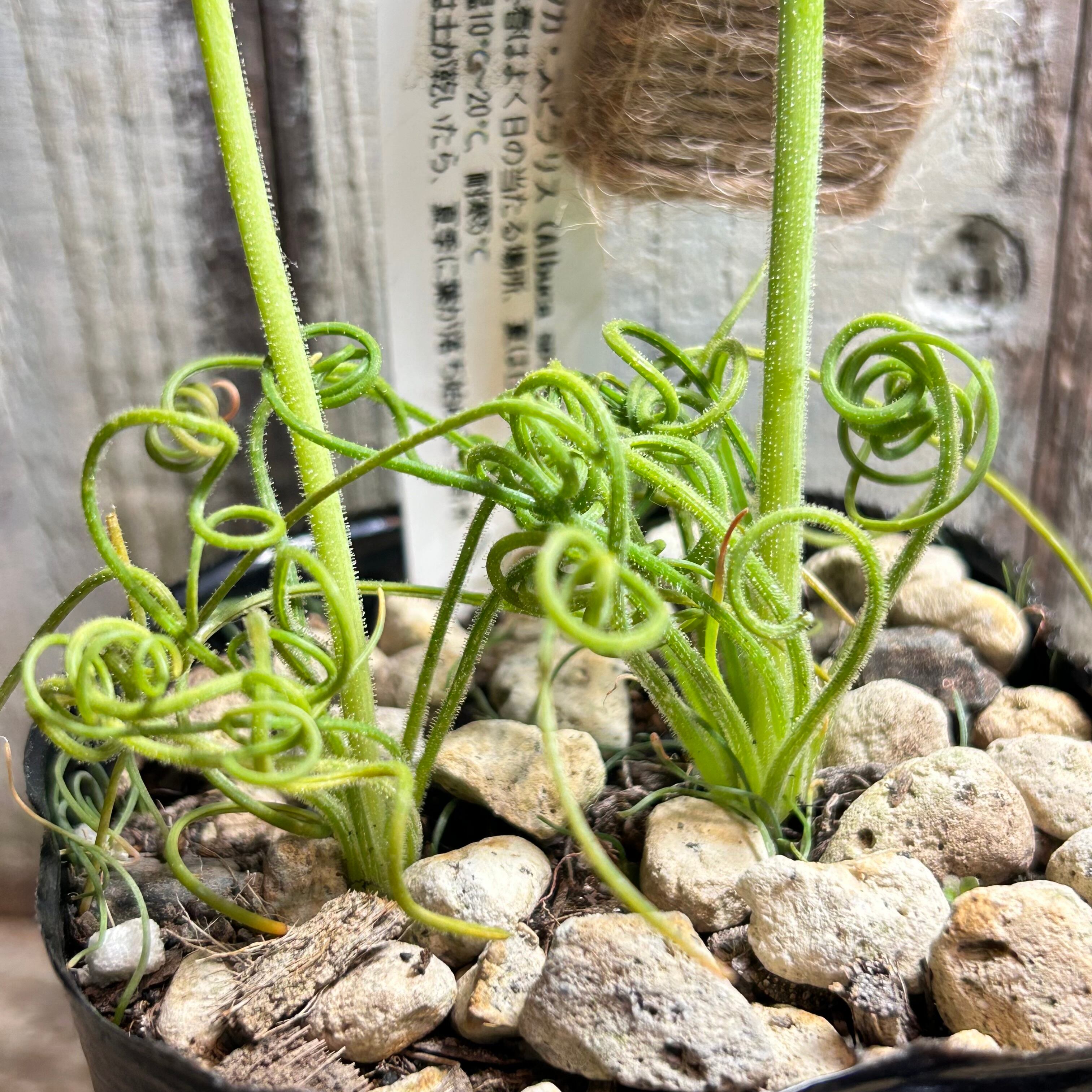 アルプカ スピラリス | RuPo 多肉植物専門店