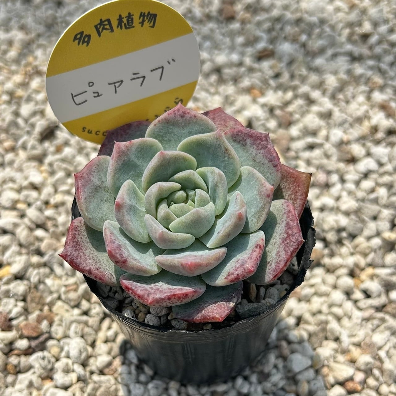 桃太郎 2寸苗 多肉植物 エケベリア | Succulent 花うらら 〜多肉植物