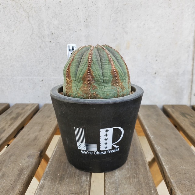 【木質化タイプ】幅73mm Euphorbia obesa ユーフォルビア オベサ