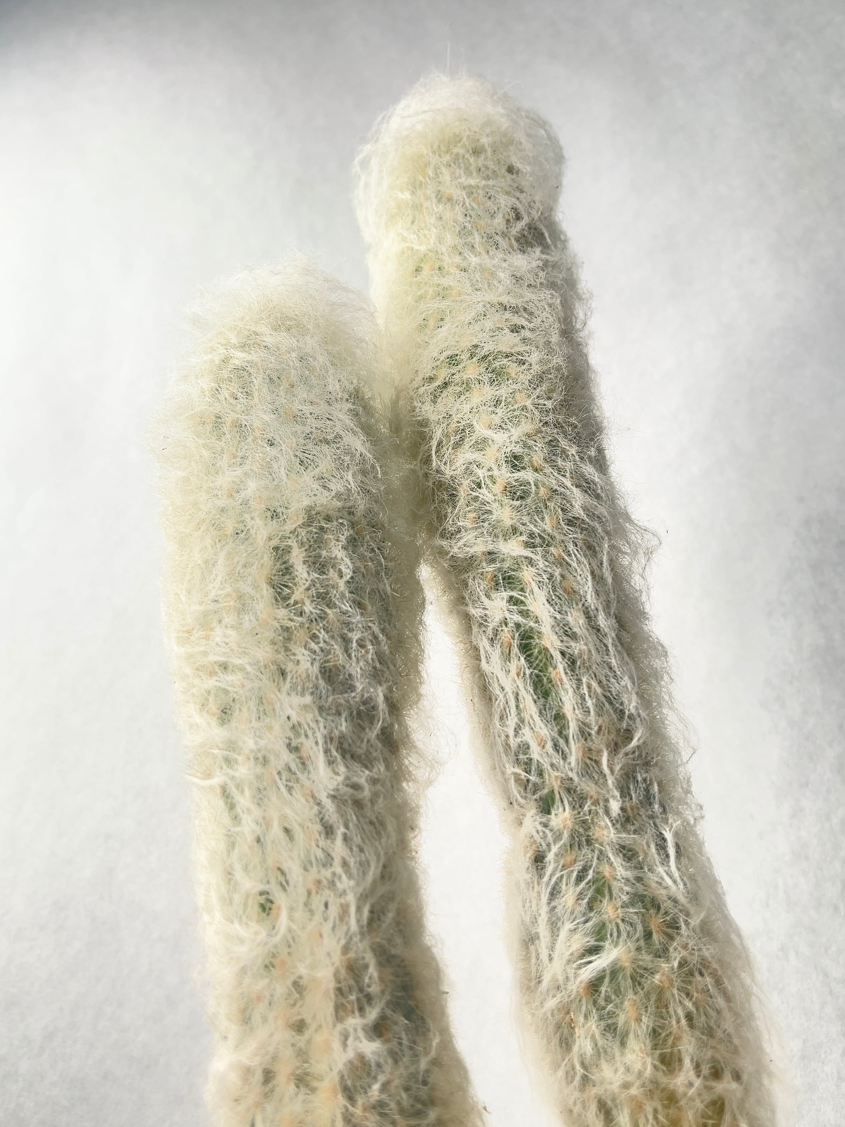 エスポストア・白宮殿