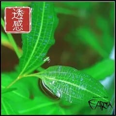 水草 | aquarium shop earth