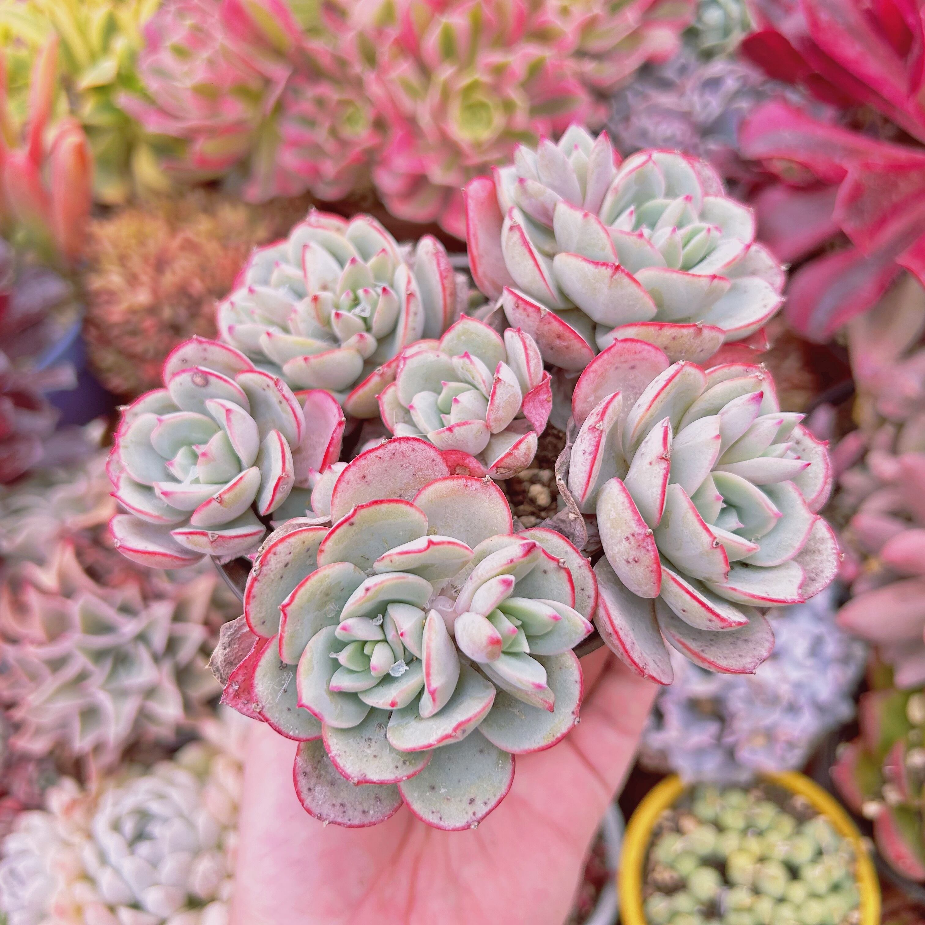 ラウリナ 多肉植物 現物商品】ECHEVERIA lilacina,Rayones 原種 実生苗 | 多肉植物研究所