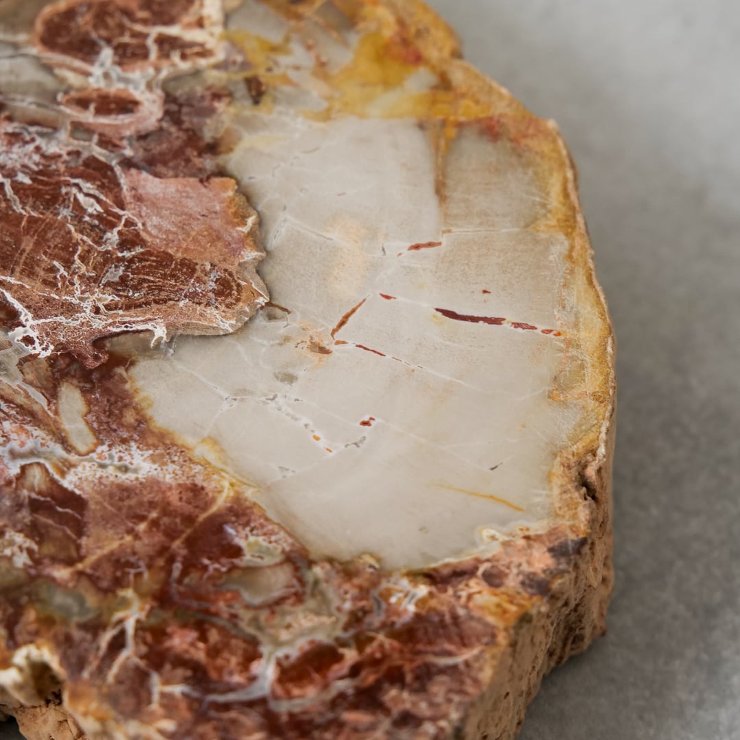 ペトリファイドウッド / スライス プレート【2】 | ariife.公式