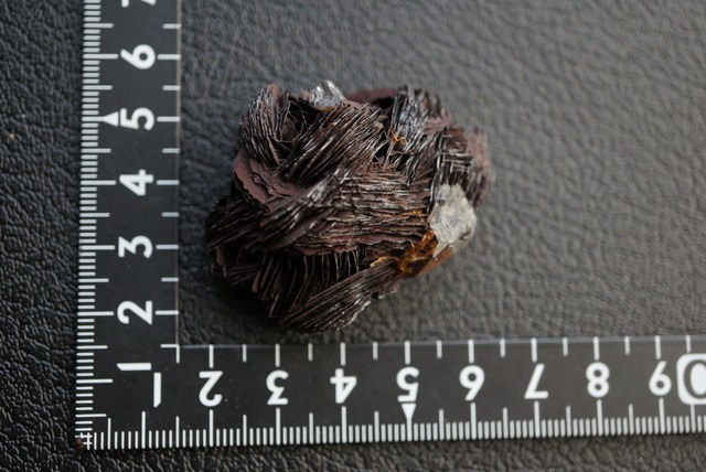 アイアンローズ/クォーツ Iron Rose/Quartz 1908