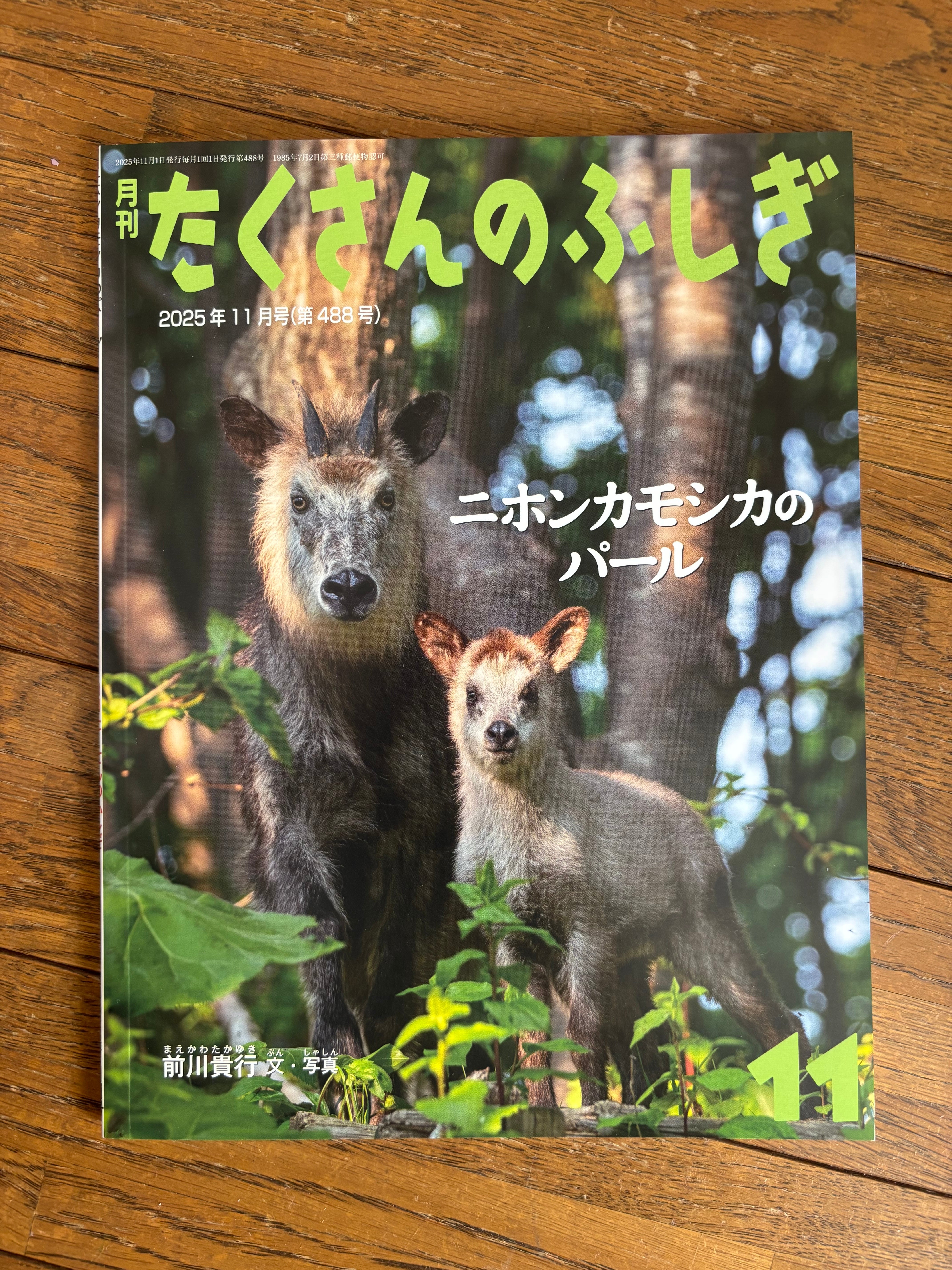 ニホンカモシカのパール（月刊たくさんのふしぎ2025年11月号