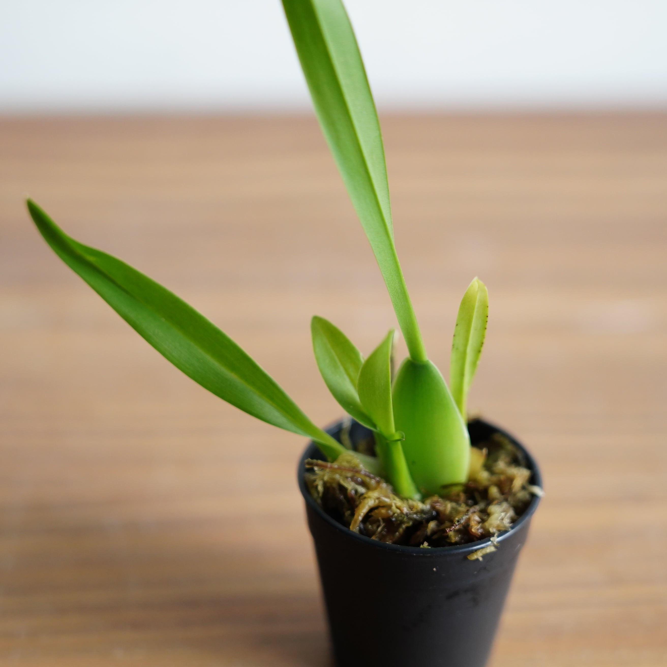 トゥインクル“ピンク” Oncidium Twinkle【着生ラン】苔テラリウム用