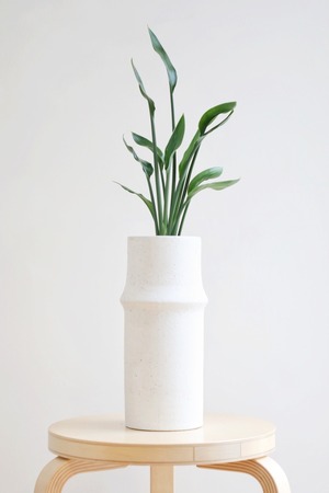 【M】ストレリチア ユンケア/Strelitzia