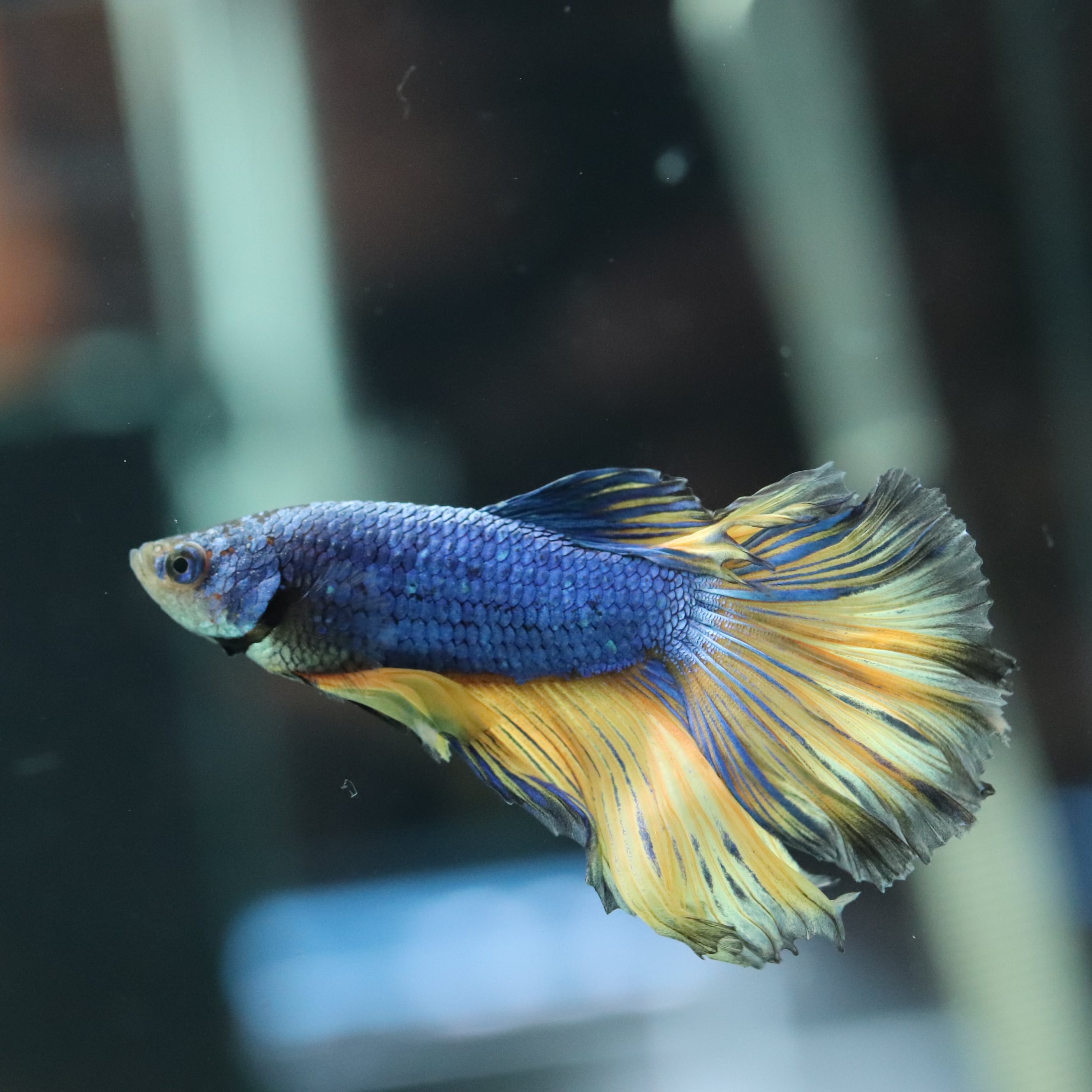 京セラ CERAPHIC✋いきもの電球 6500K ×①個 /中古～使用2カ月 京セラ