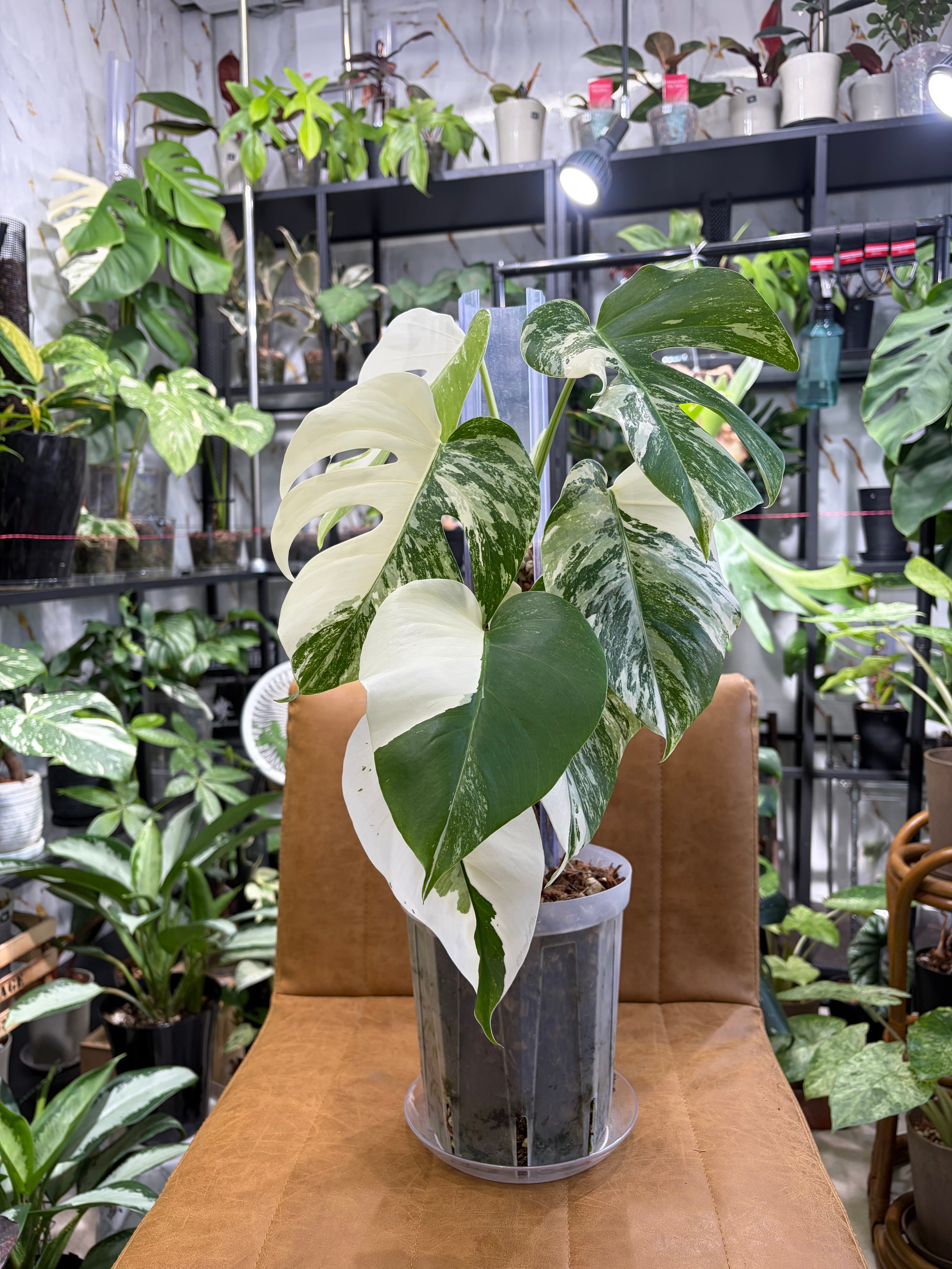 フィロデンドロン テヌー / Philodendron tenue③ | Pay ID