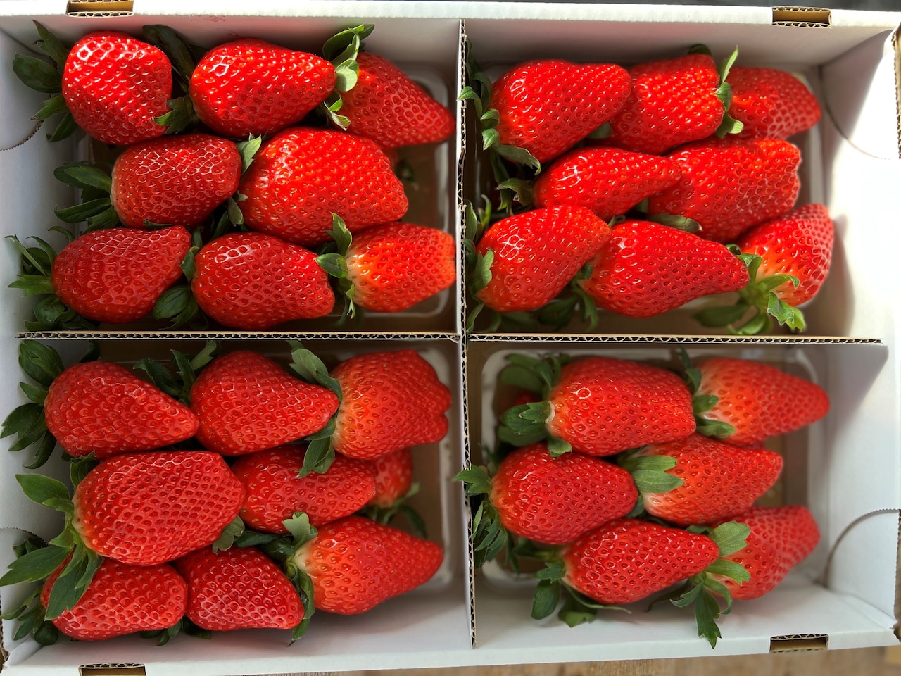 いちご4パック　※2026年1月5日から順次発送