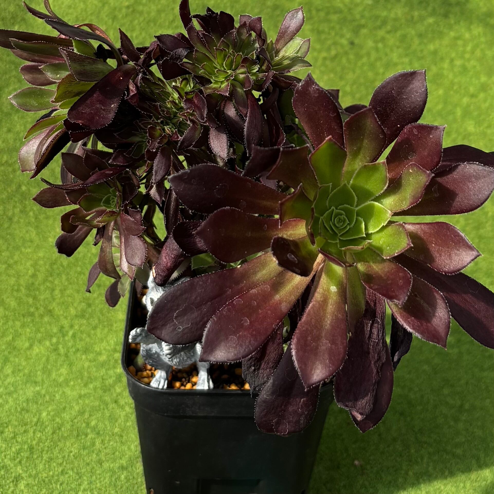 黒法師 綴化 | 多肉植物 豆彦商店