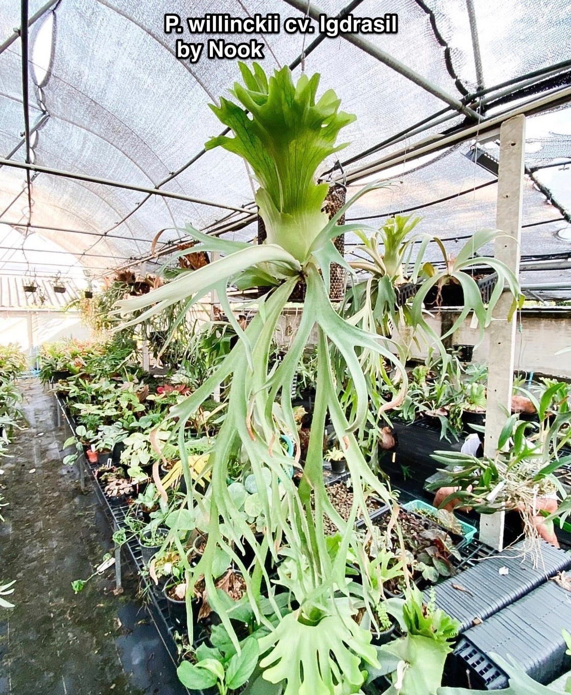 ビカクシダ P.willinckii cv. North Star Sporeling P. willinckii cv. North Star Sporeling select | naturefix