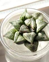 抜き苗 ハオルチア 花葵 Haworthia 'Hana Aoi'