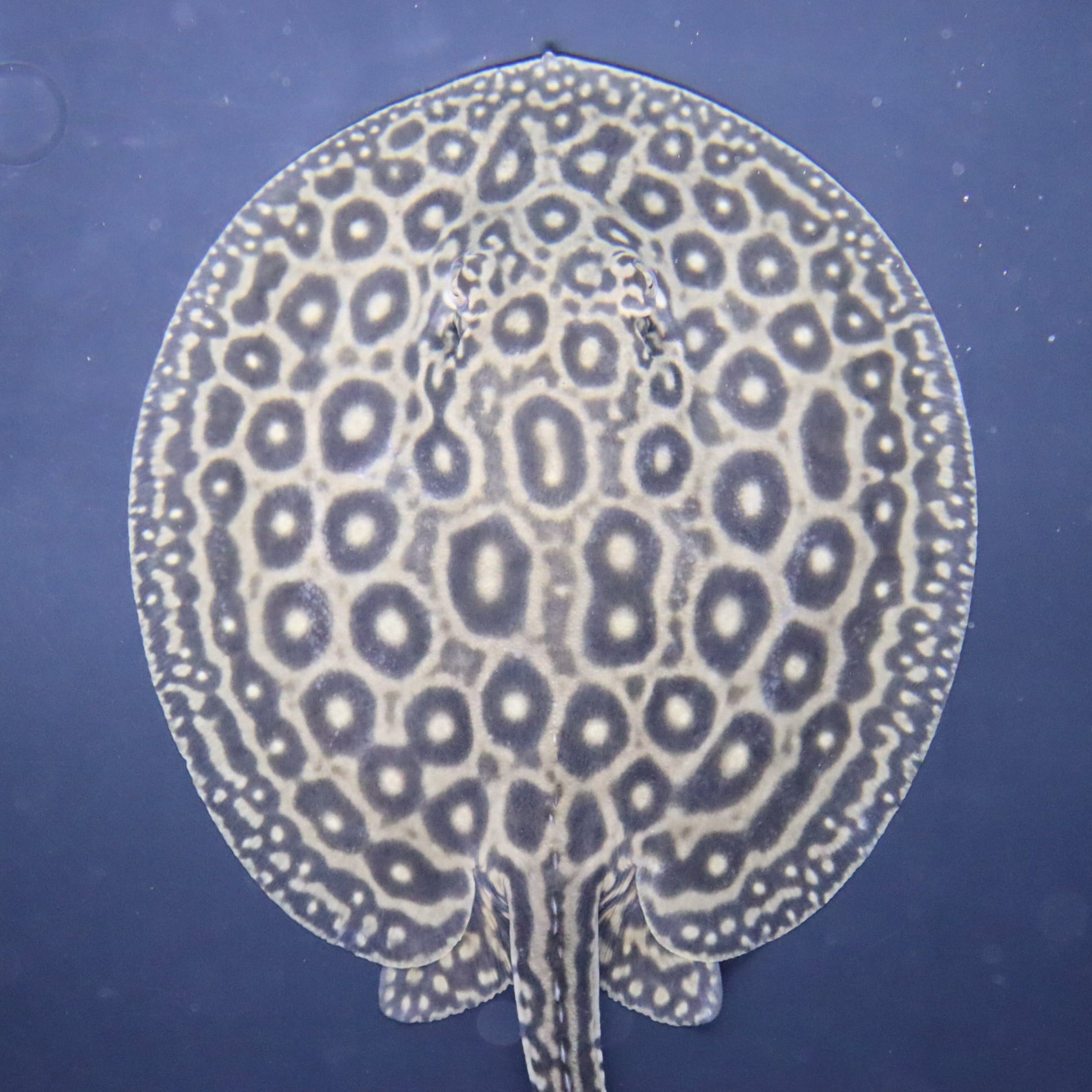 ダイヤモンドポルカHB 雄♂ 淡水エイ