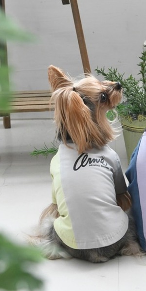 Tシャツ　アーノルドパーマー　犬服　ドッグウェア