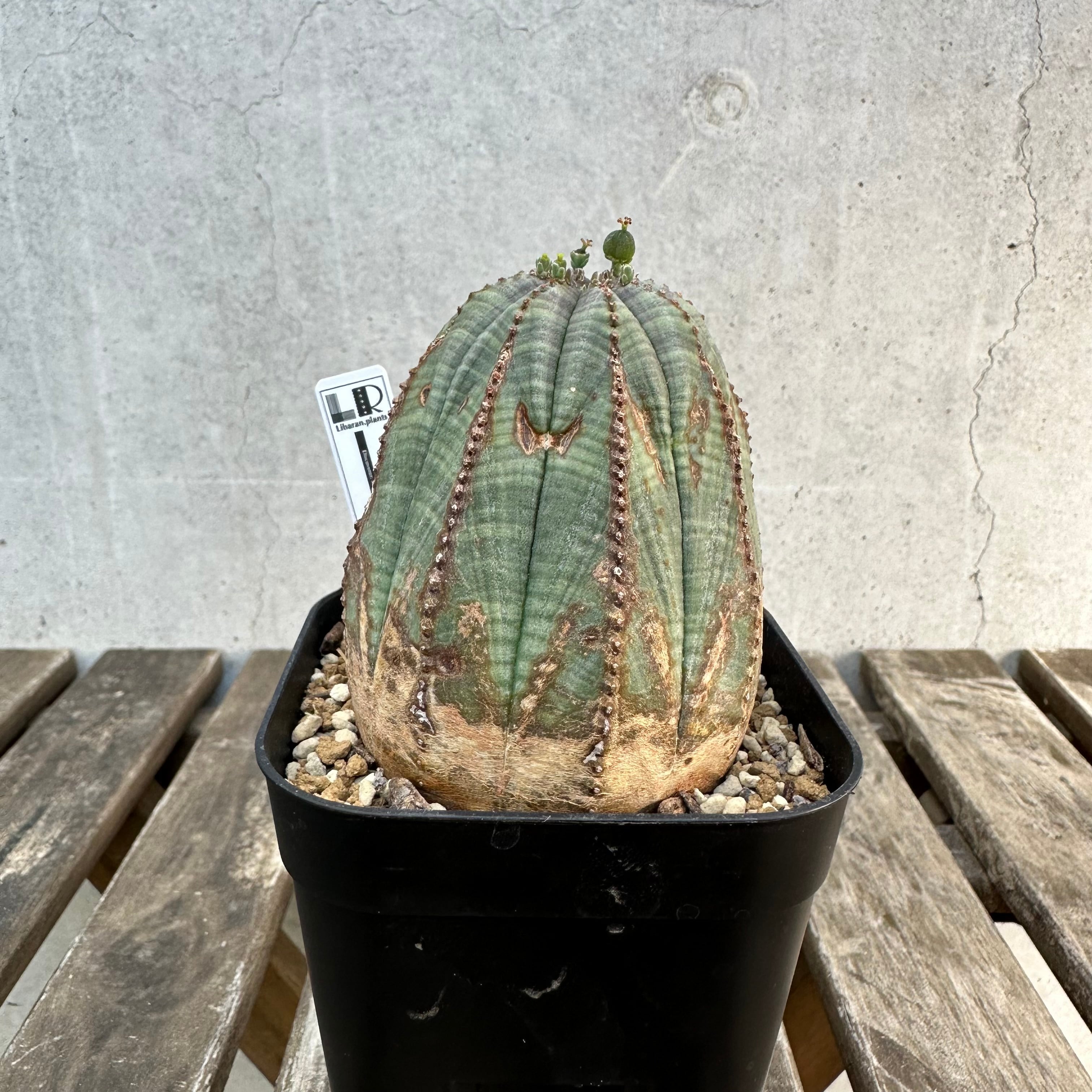 Obesa メス株 | Libaran_Plants〜ユーフォルビア オベサ 専門店