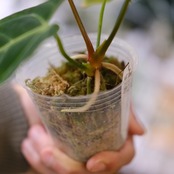 アンスリウム・レガレ / Anthurium Regale⑭│観葉植物