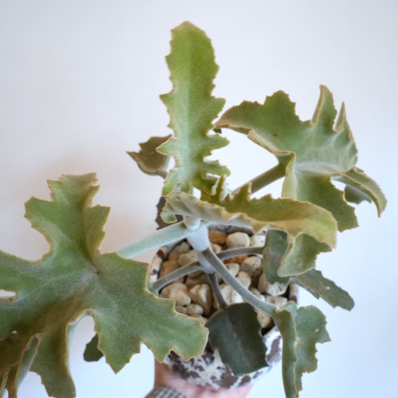 送料込み】観葉植物 カランコエ ベハレンシス 5号サイズ 陶器鉢 | 草陽香