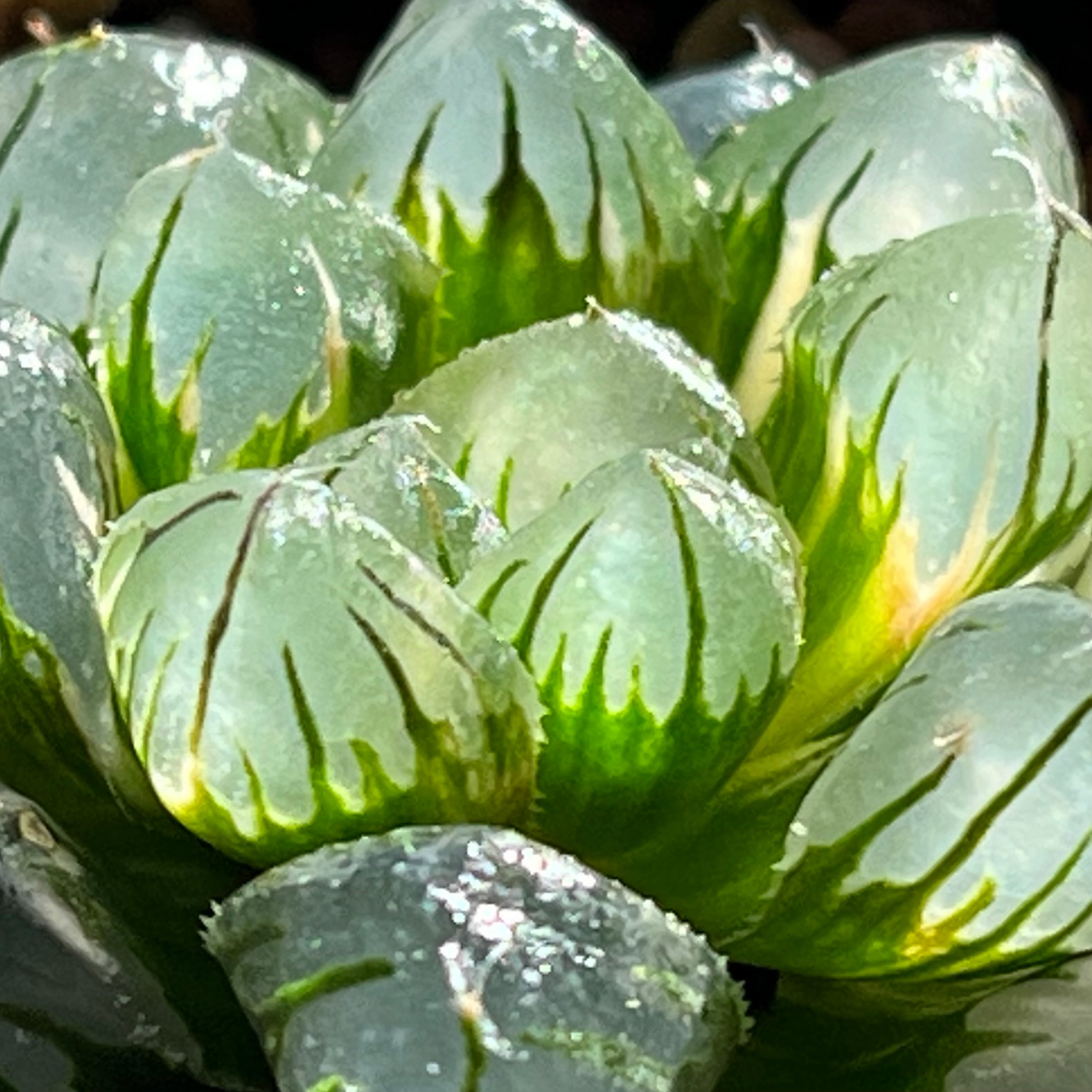 ハオルチア オブツーサ錦 水中の月 | mocono_plants