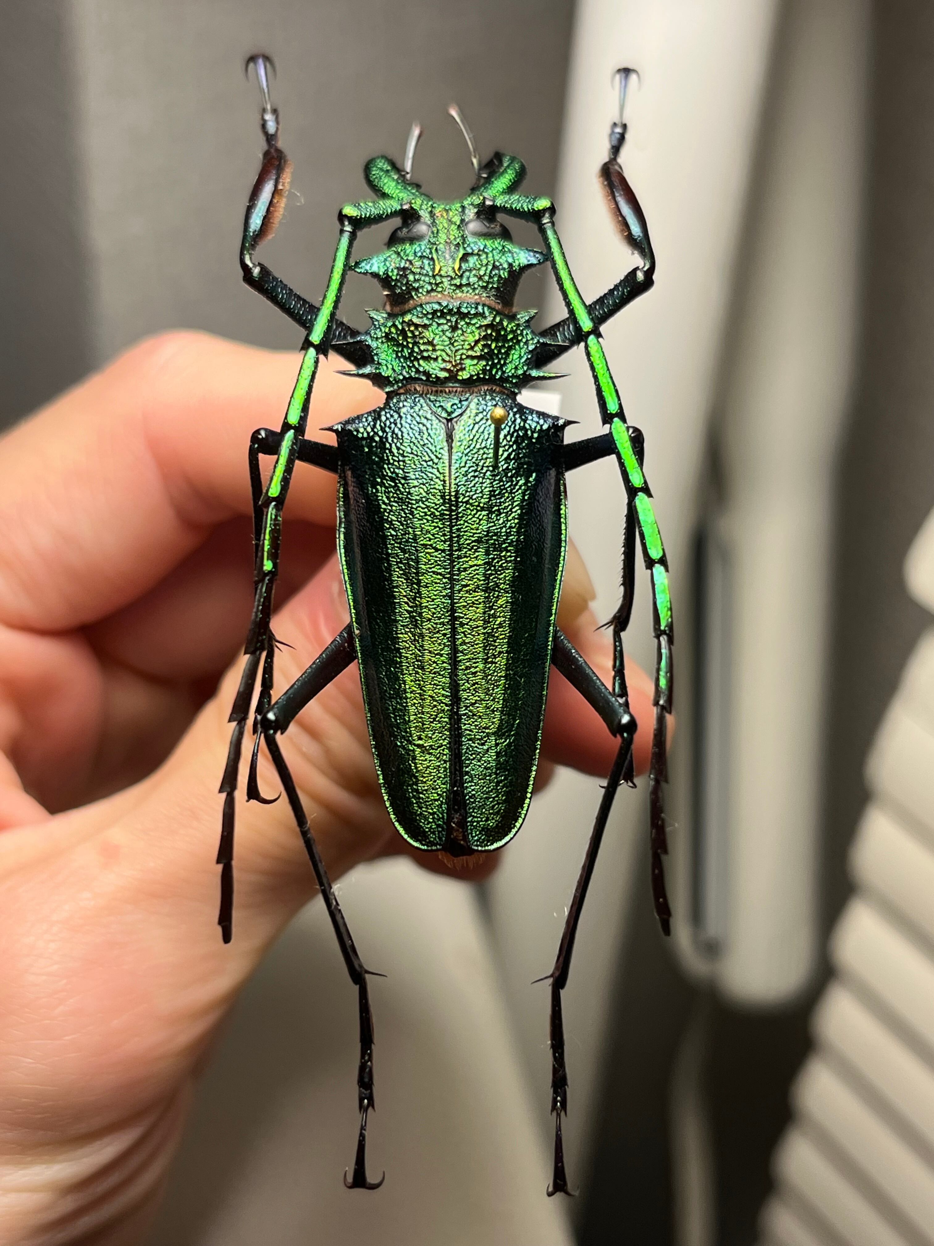 B品BLUE】ルリオニカミキリ ムラサキオニノコギリカミキリ 昆虫標本