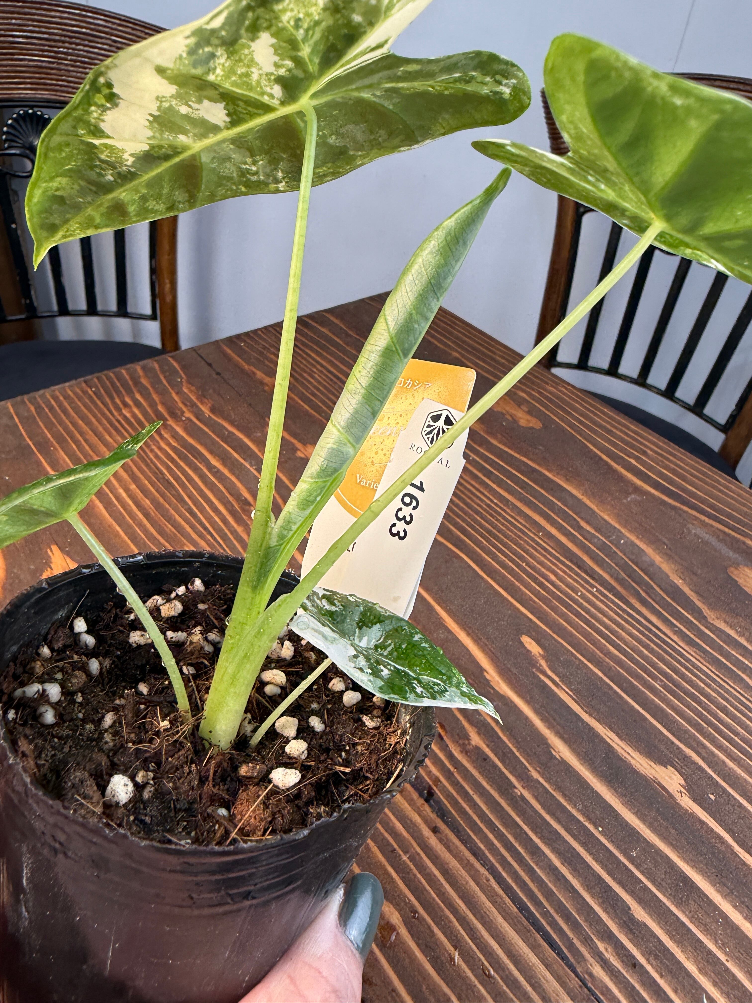 t*o様 アロカシア　シンポ　バリエガータ ☆1633【超レア 極み】アロカシア グリーンベルベット