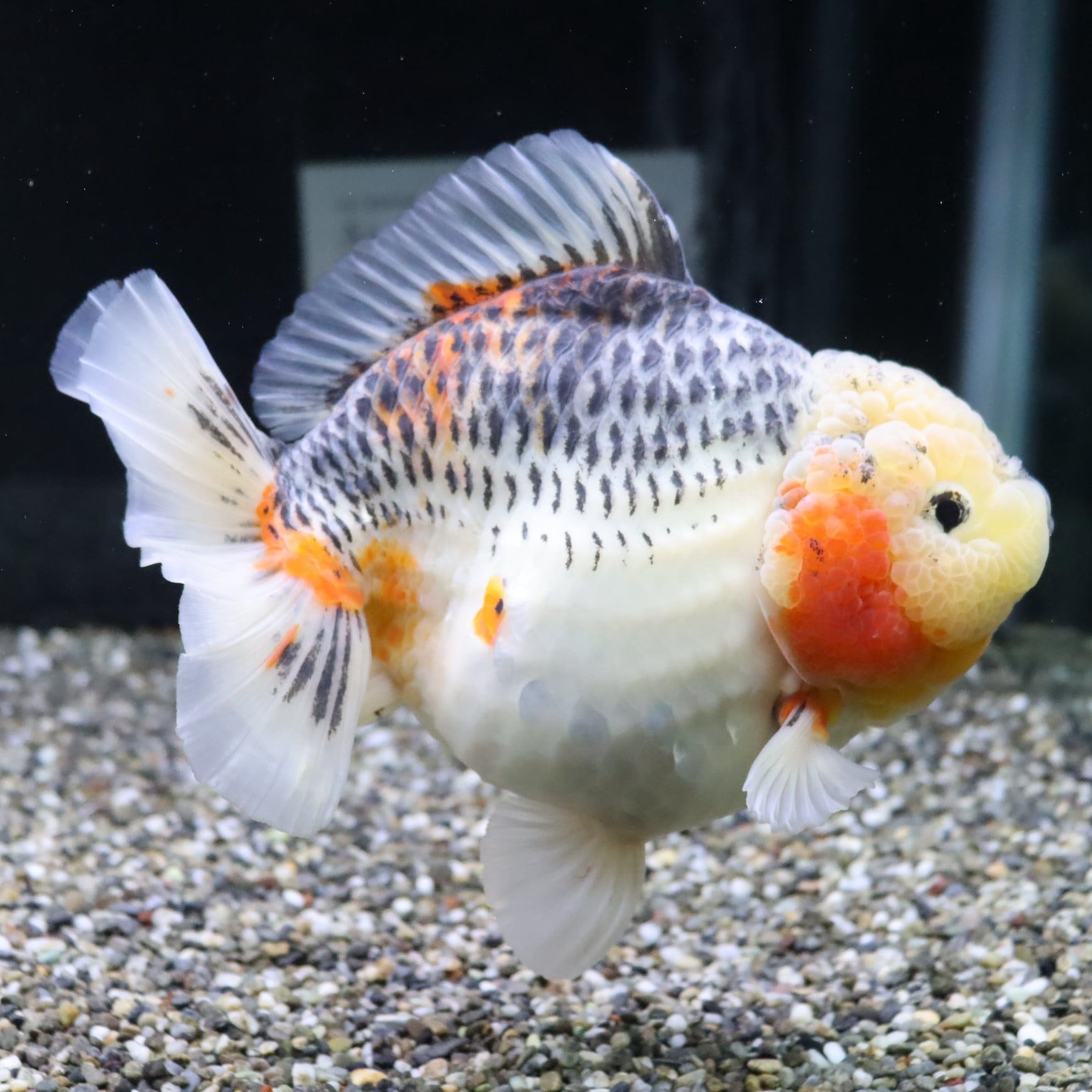 超極上！五色ローズテールオランダ 18cm±