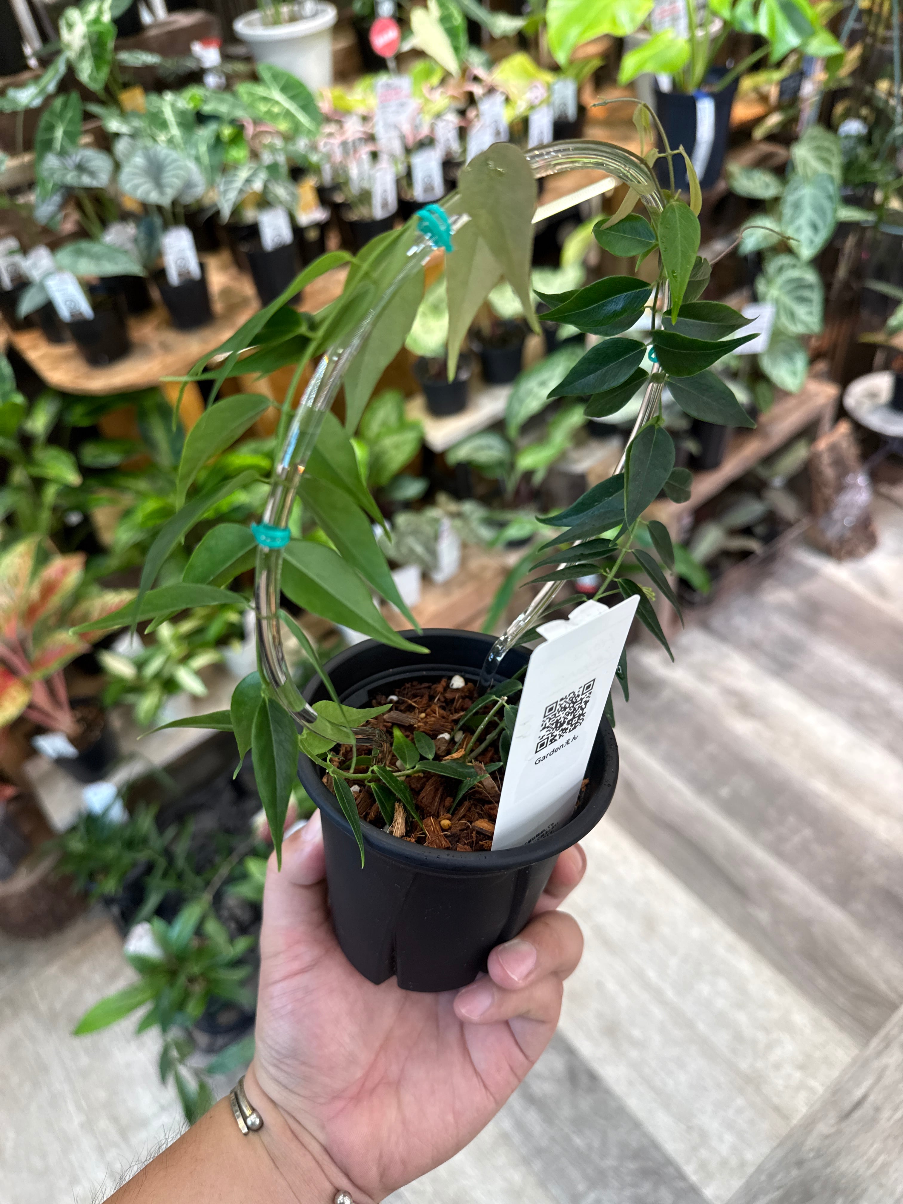 ホヤ レウカンサ 丸型クリア支柱仕立て | Gardenえん 【観葉熱帯植物】