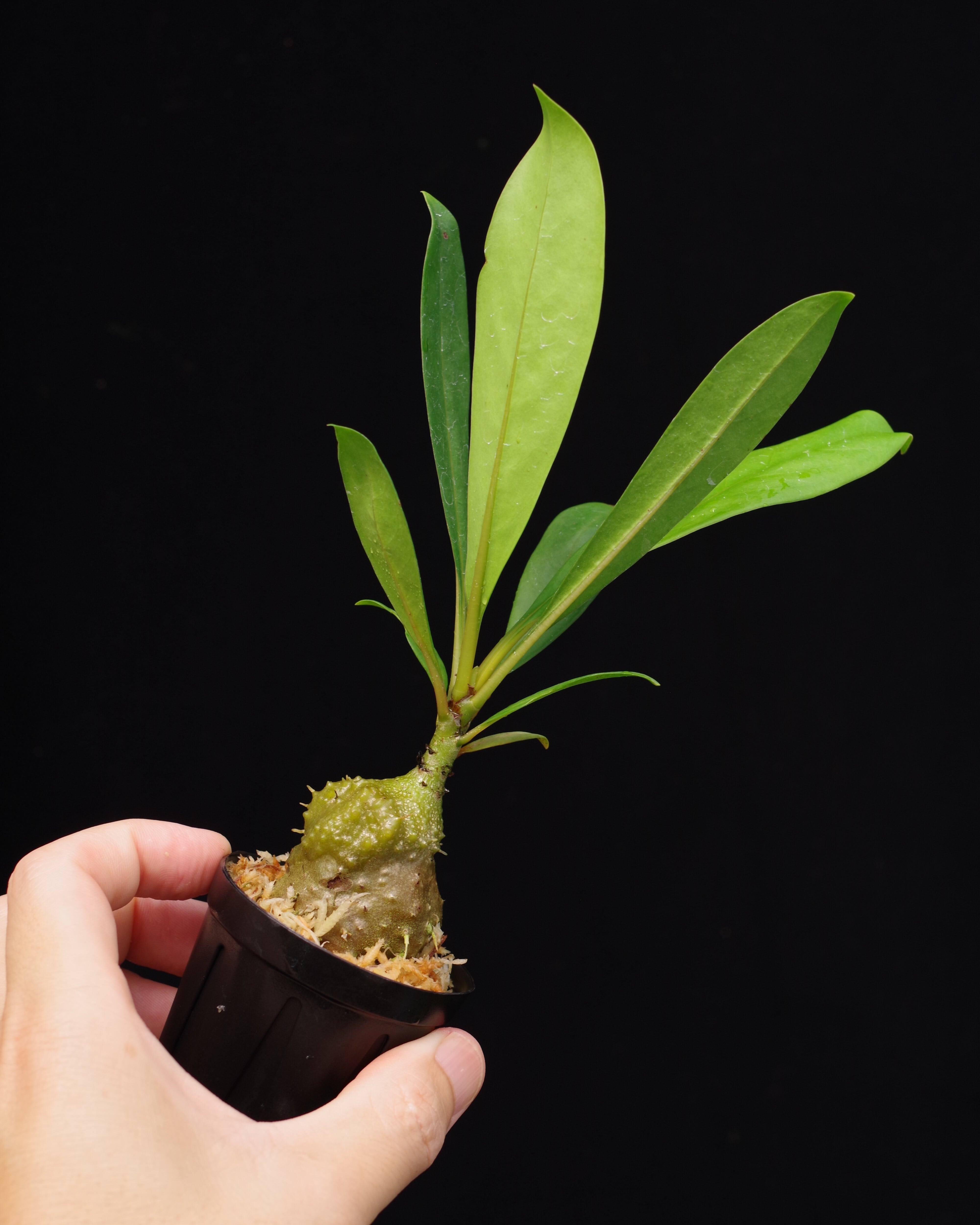 アリダマ | 伊藤蟻植物農園