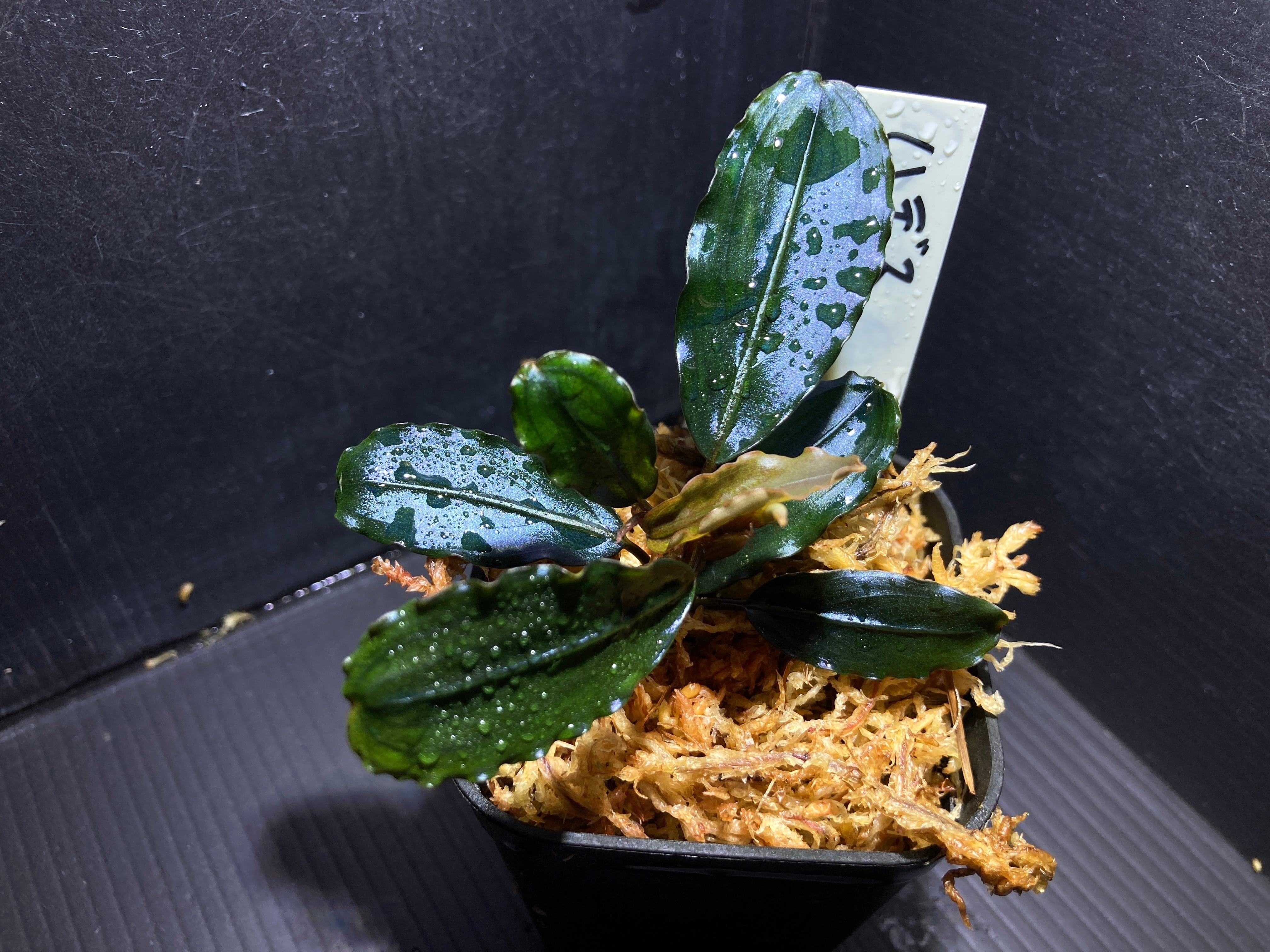 ブセファランドラ | AquaFocus