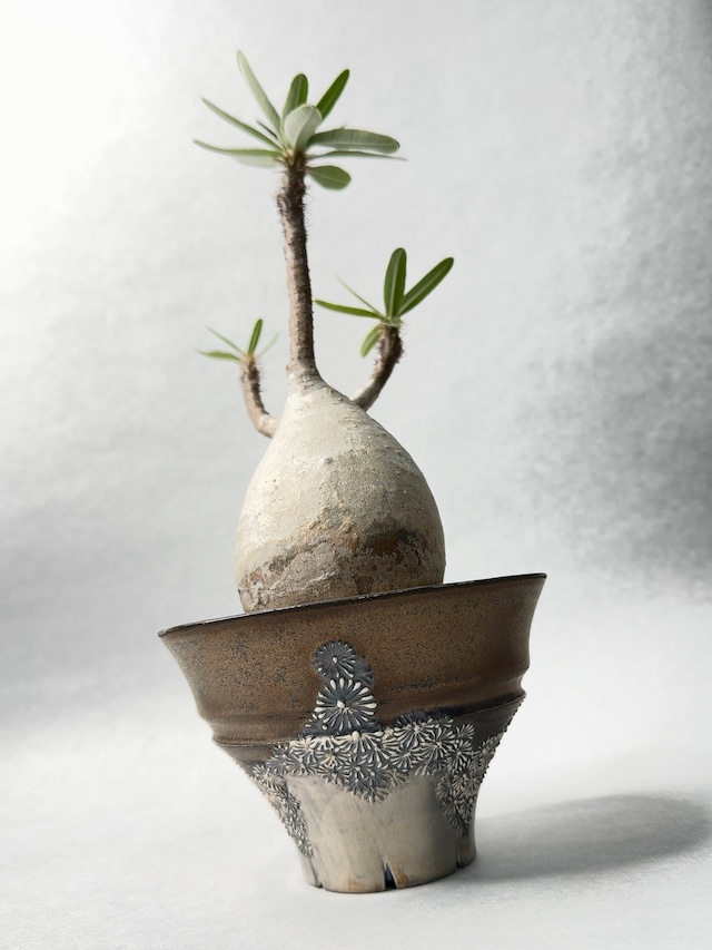 パキポディウム・グラキリス