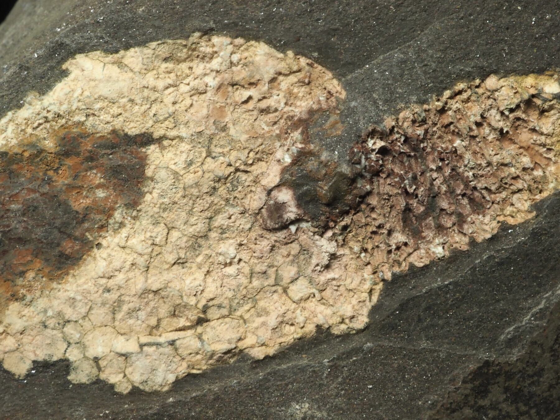 大型！超極上！棘皮動物の化石【Dendrocystites sp.】【1963g