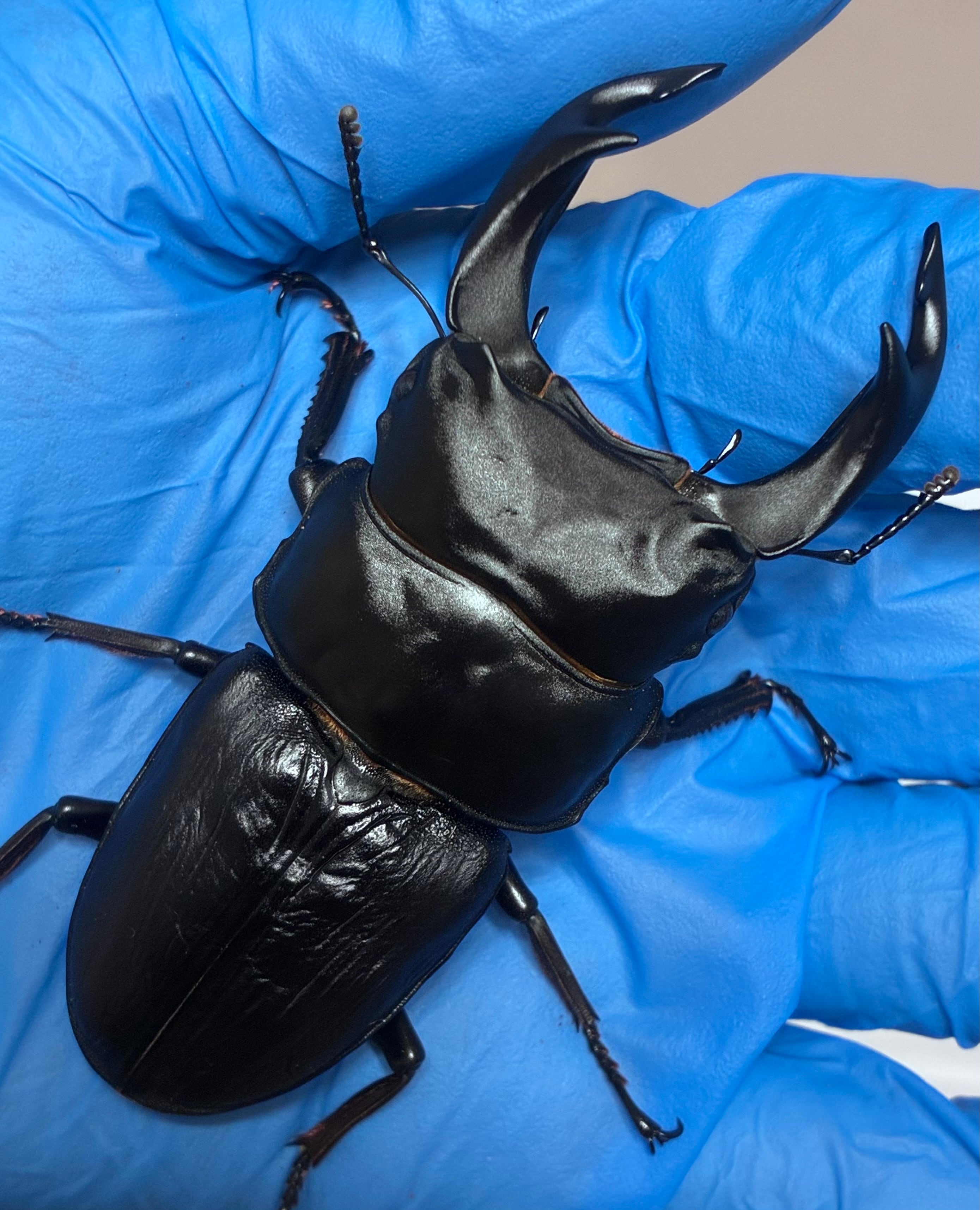 タイワンオオクワガタ　ペア　標本 タイワンオオクワガタ ペア 標本 タイワンオオクワガタ ペア 標本 台湾