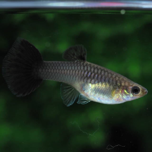 【セール】モスコーブラック(RREA系)　2ペア＋おまけ1ペア