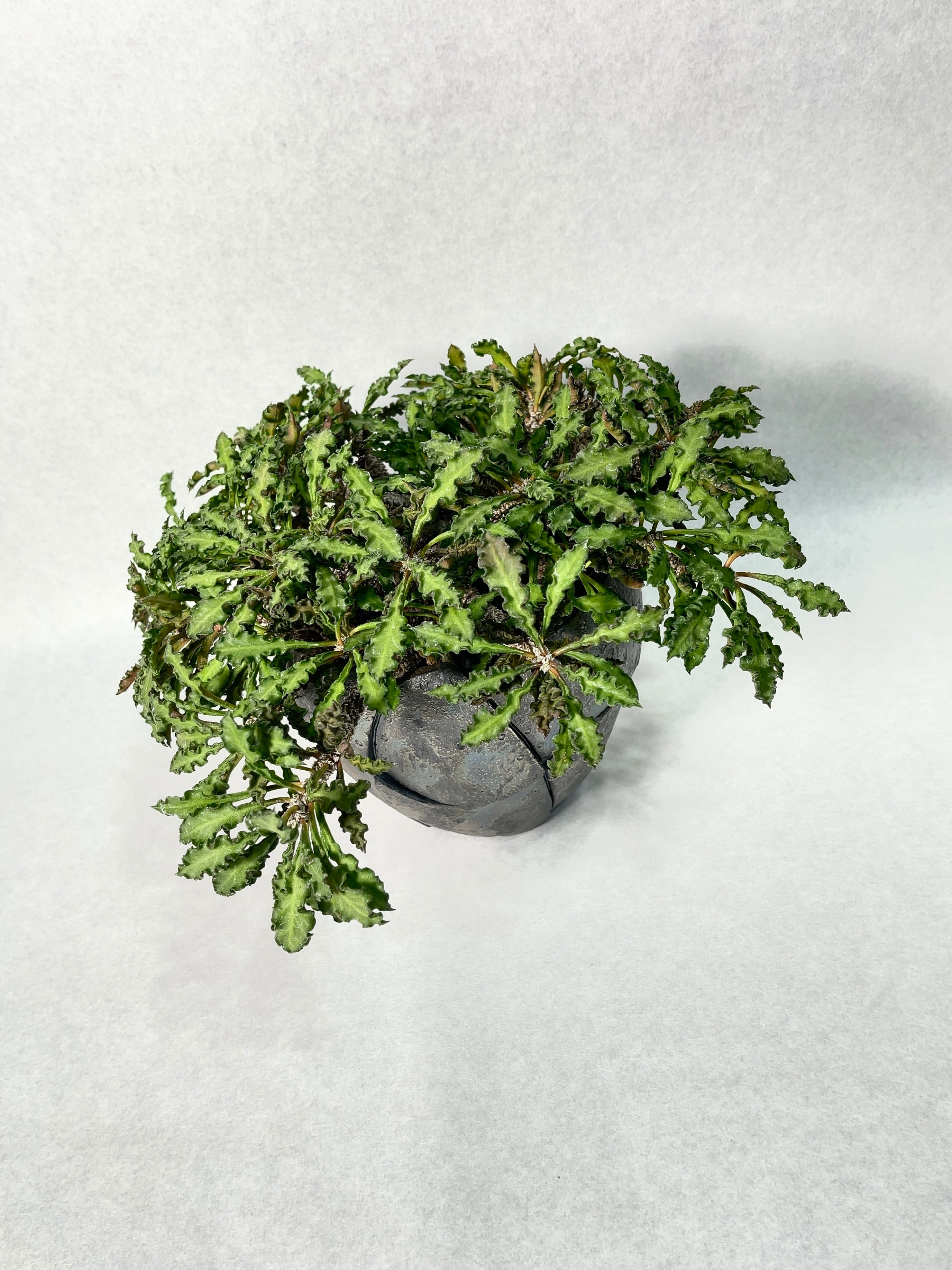 ユーフォルビア・デカリー | trigger