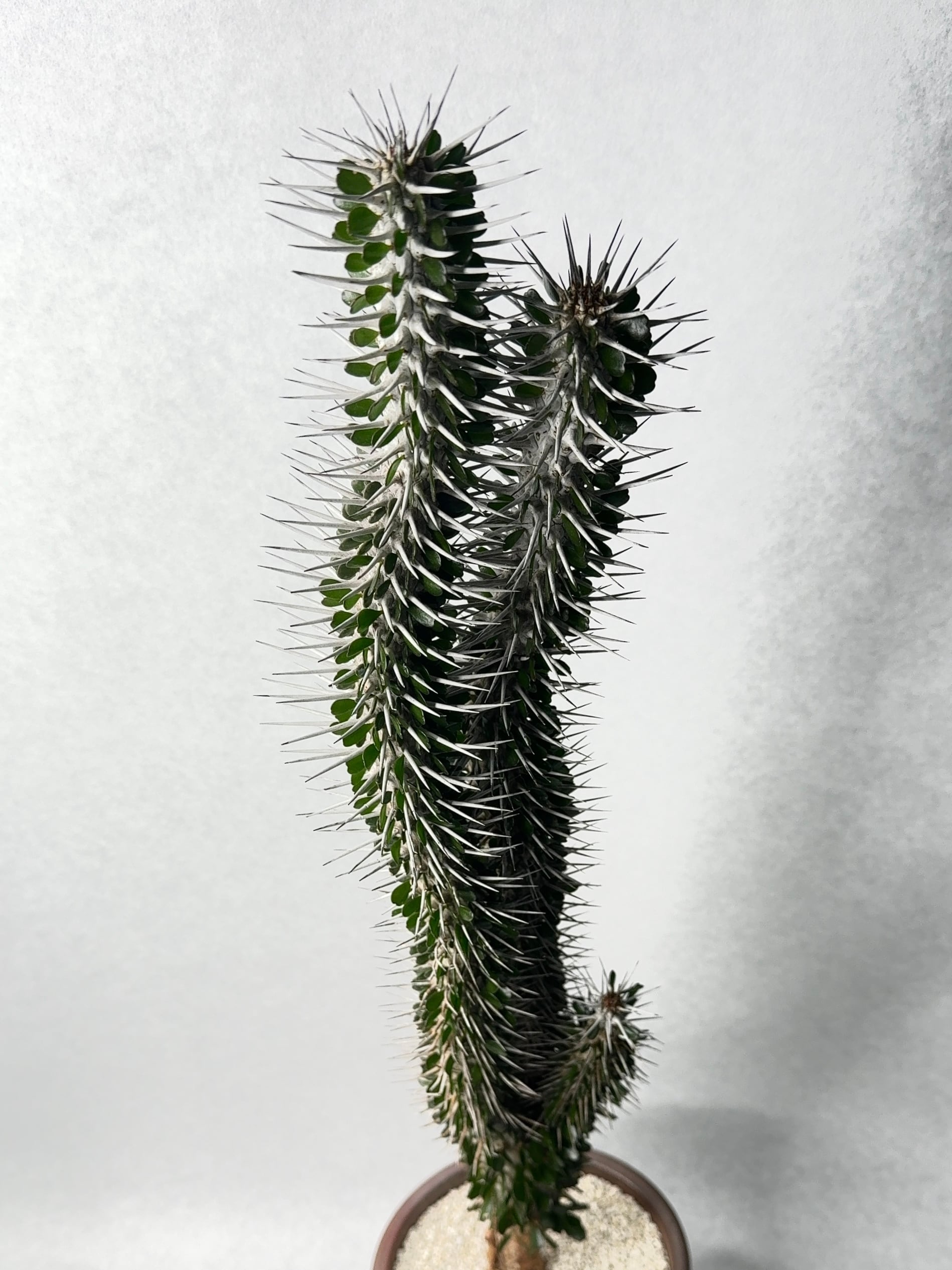 アローディア・モンタグナッキー | trigger