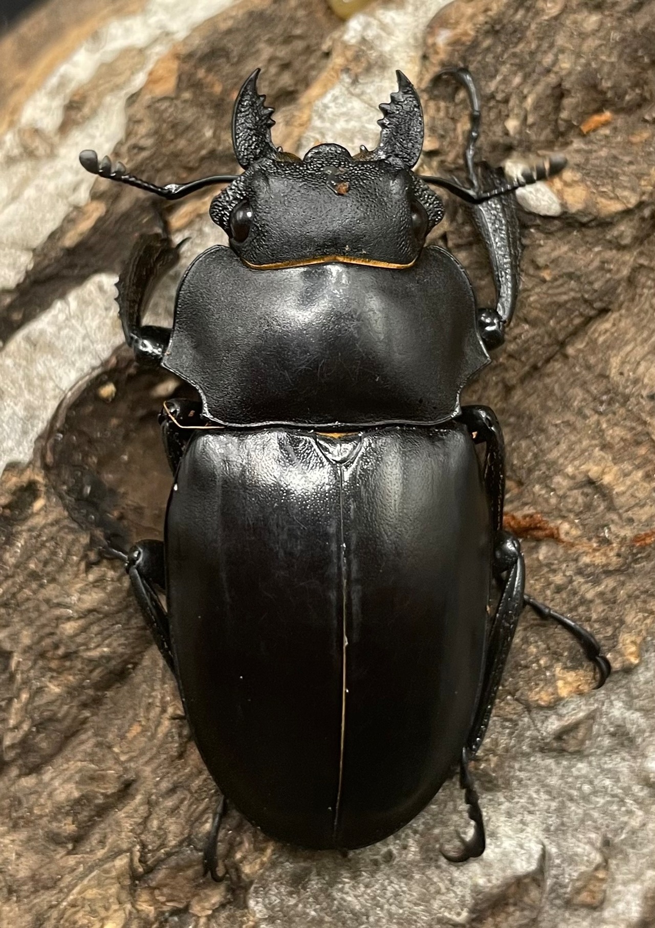 【WD】《アルケスツヤクワガタ 83mm A’品ペア》