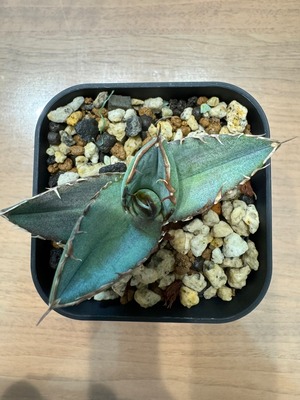 【 H-5 】oteroi seedling ①