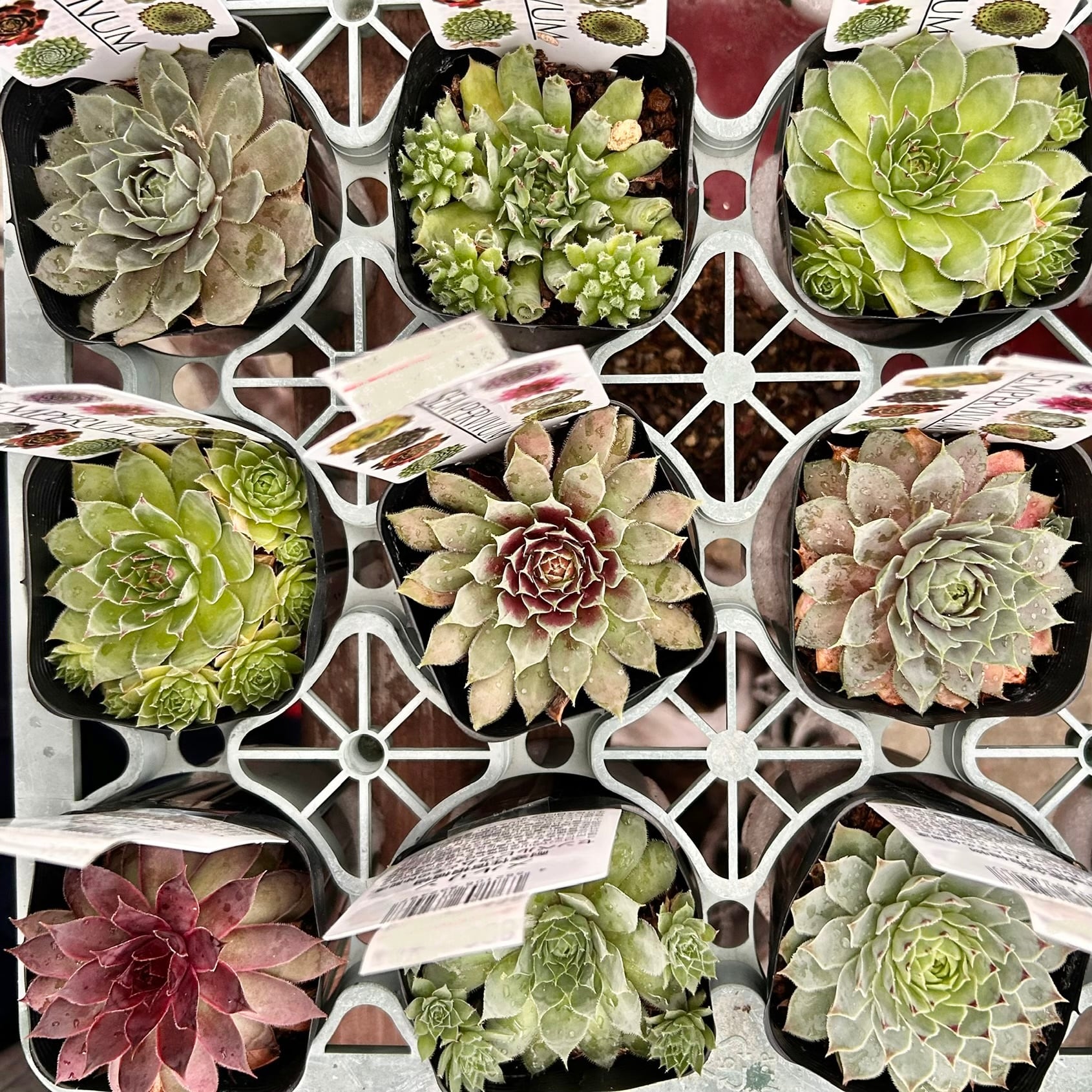 リトープス | RuPo 多肉植物専門店