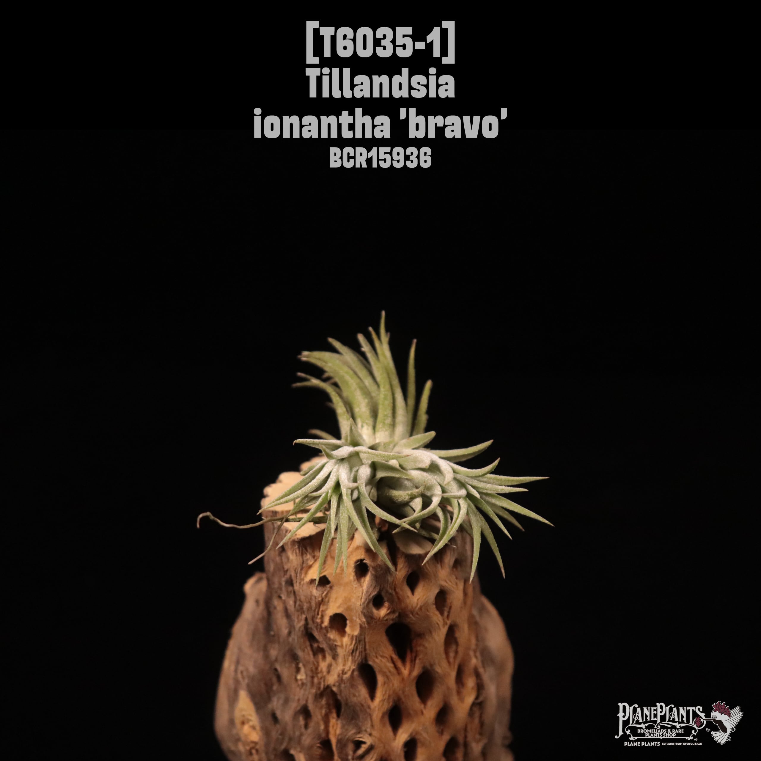 Tillandsia ionantha 'Bravo' Clump〔ティランジア〕T6035-1