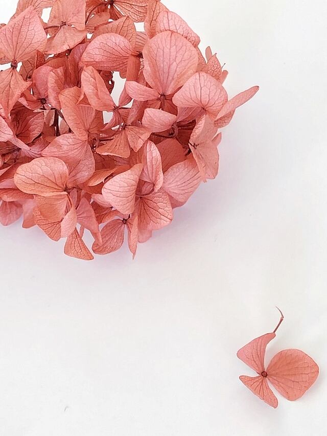 シェア花材☆ソフトゆめあじさい ローズ