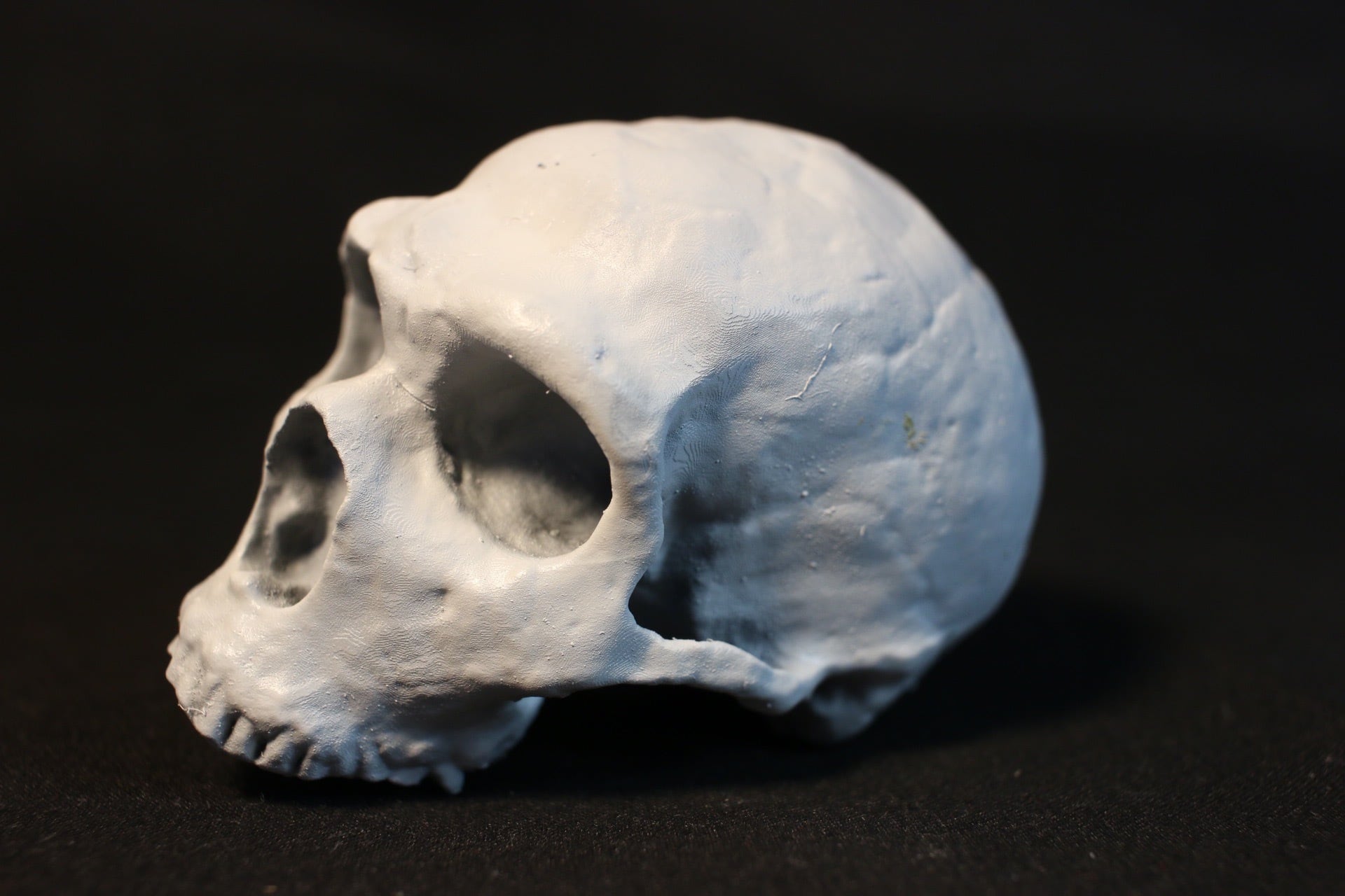 ネアンデルタール人の頭蓋骨、レプリカ。 【公式通販】