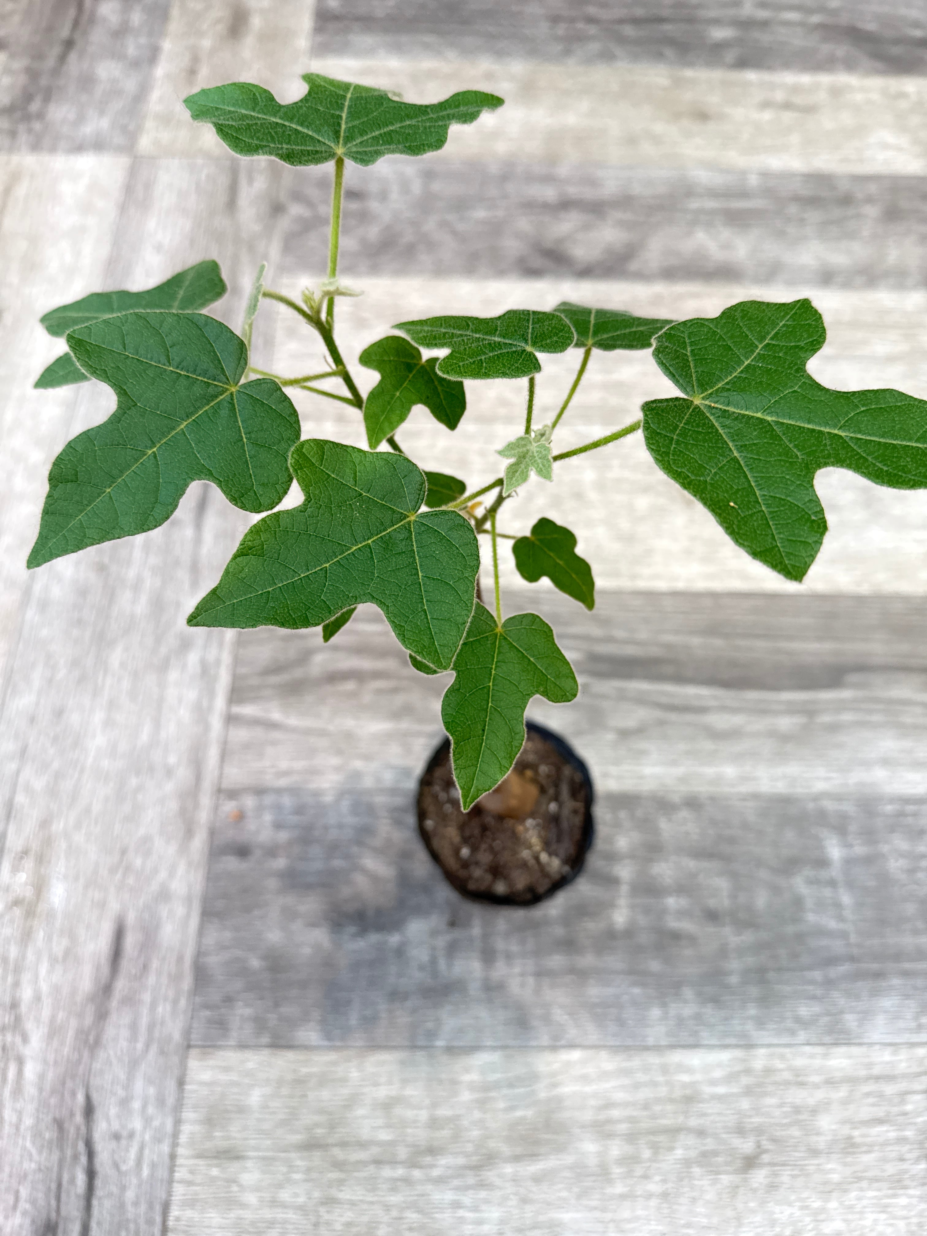 B ボトルツリー ブラキキトン ビドウィリー | Gardenえん 【観葉熱帯植物】