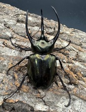 【WD】《ミンダナオアトラスオオカブト 90mm ペア》