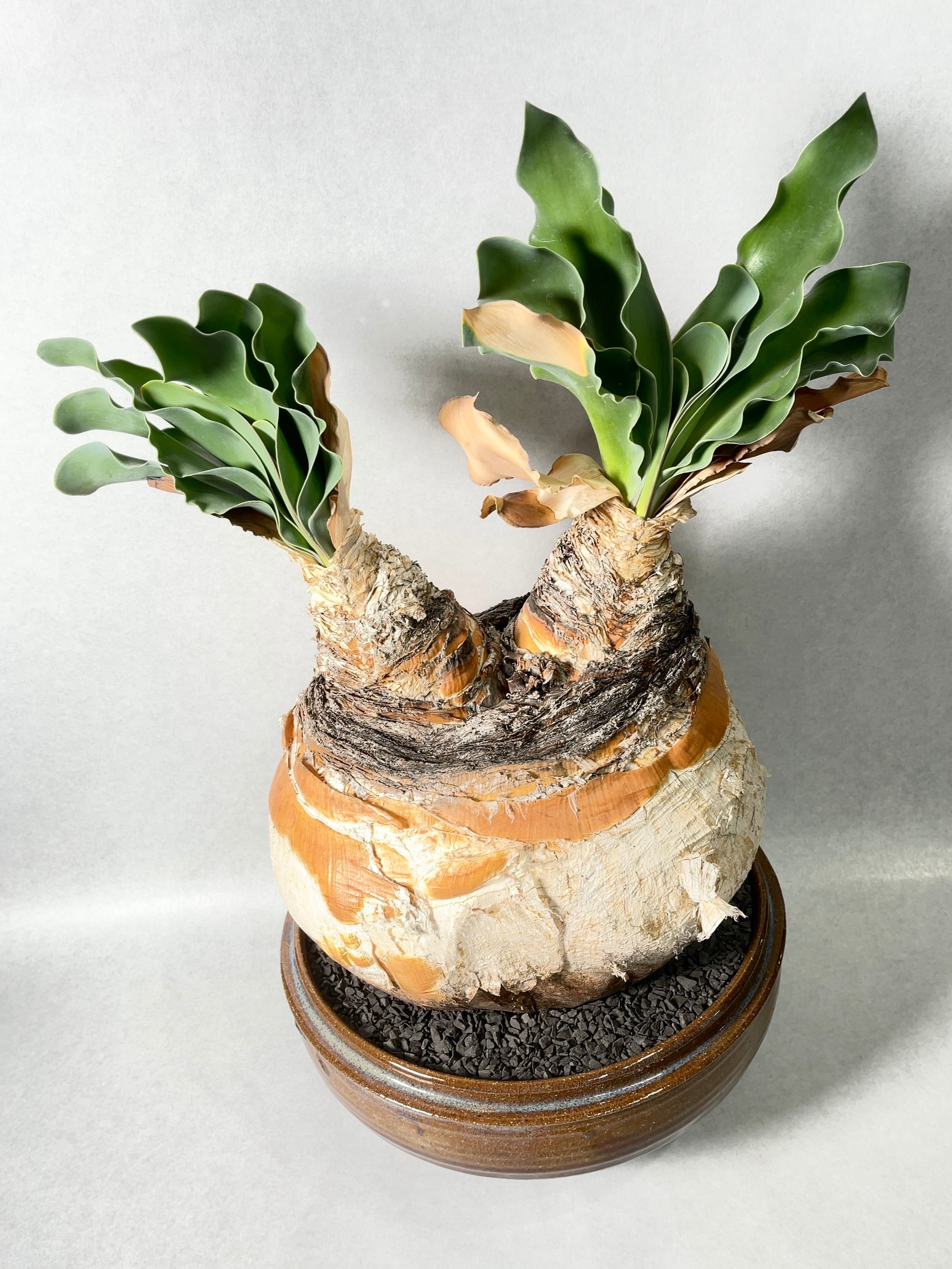 ブーファン・ハエマンソイデス(ダブルヘッド) | trigger