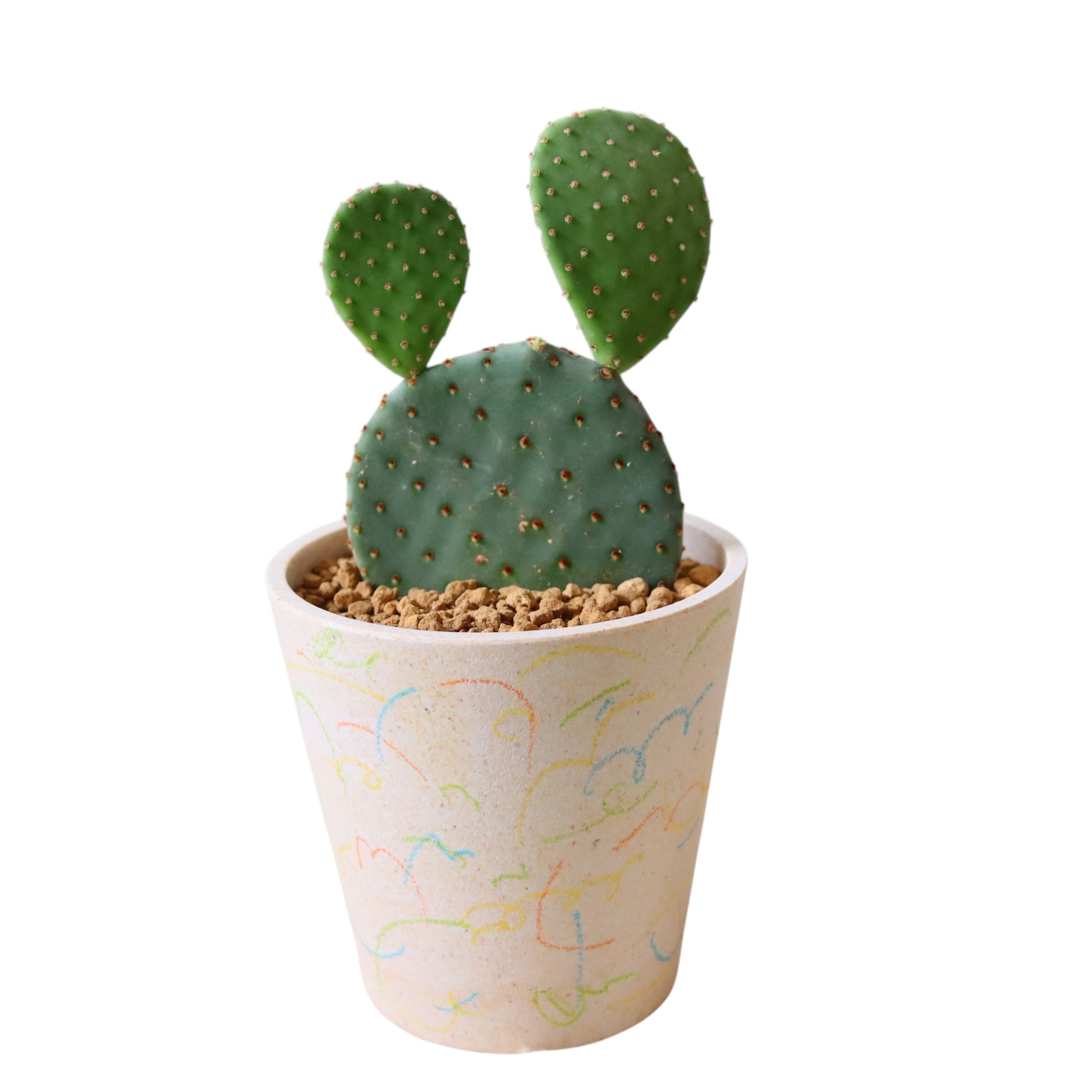 オプンチア(25cm)