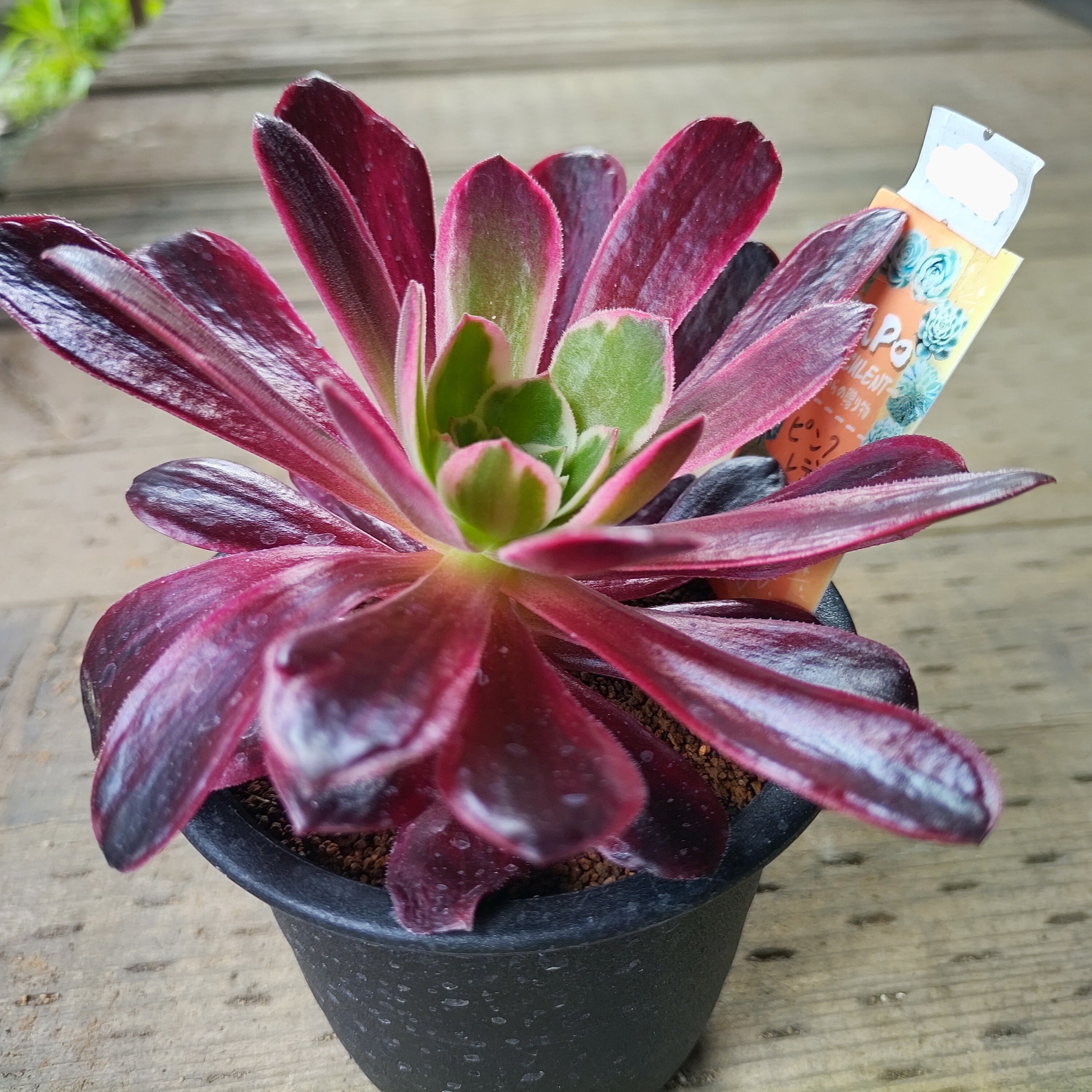 ピンクレディ(アエオニウム) | RuPo 多肉植物専門店