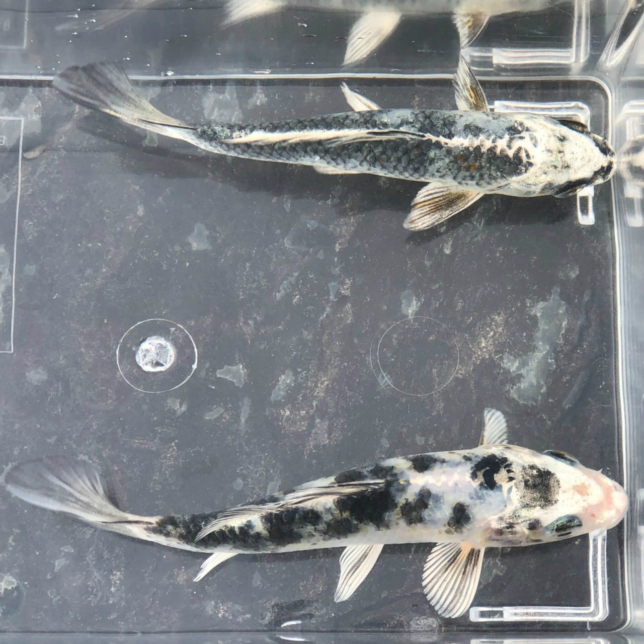 （錦鯉）銀白写り　（1匹）【生体】