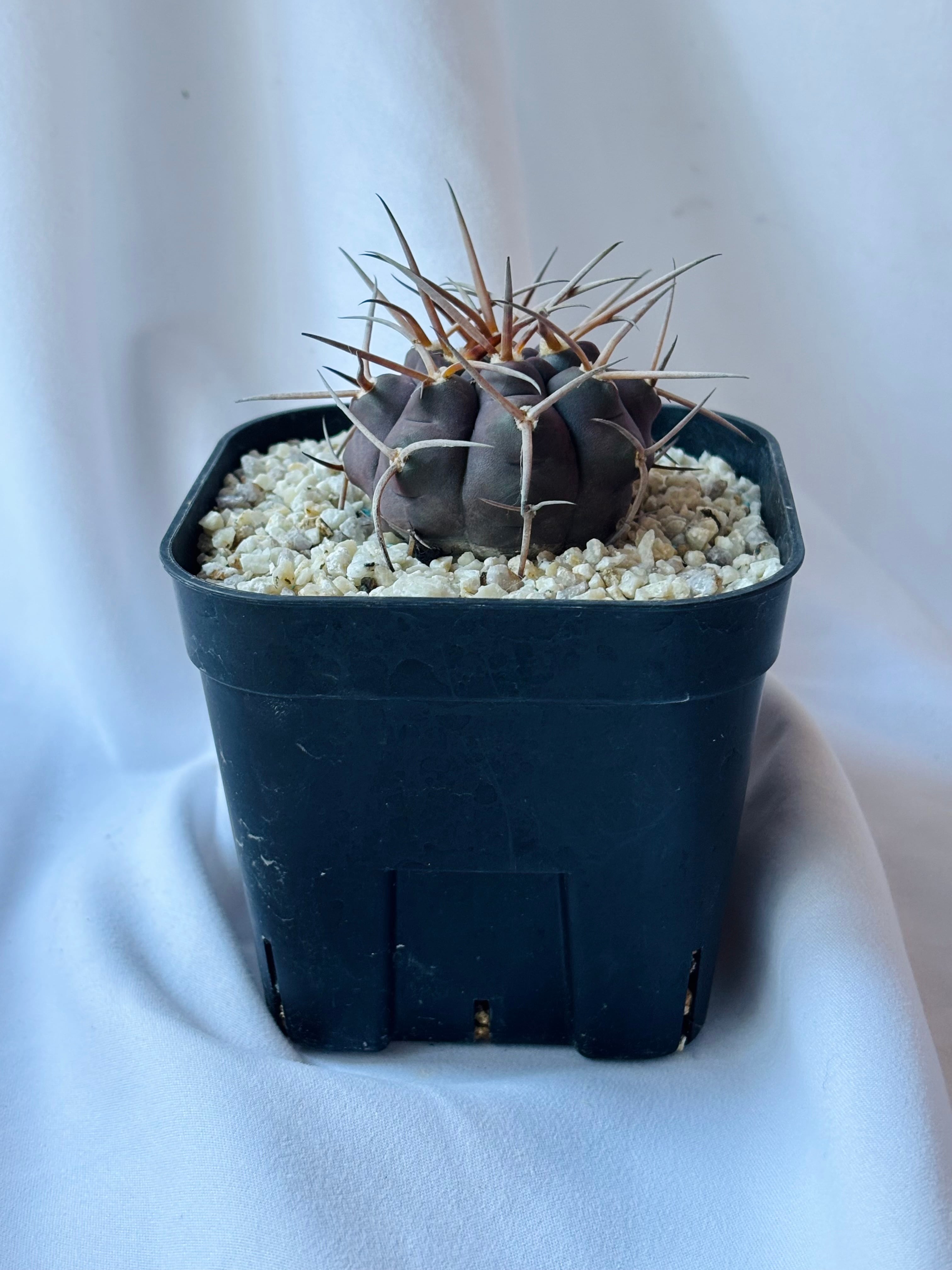 Gymnocalycium mazanense ギムノカリキウム 守金魔天竜 サボテン